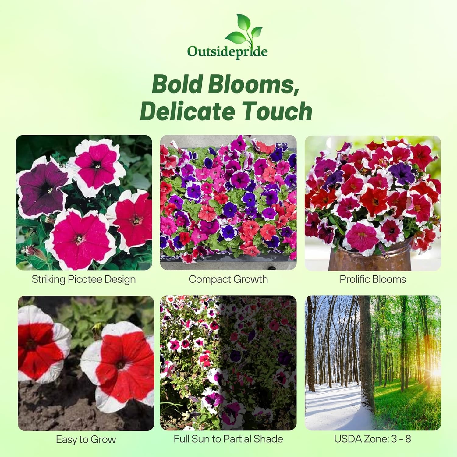 Petunia Picotee Mix