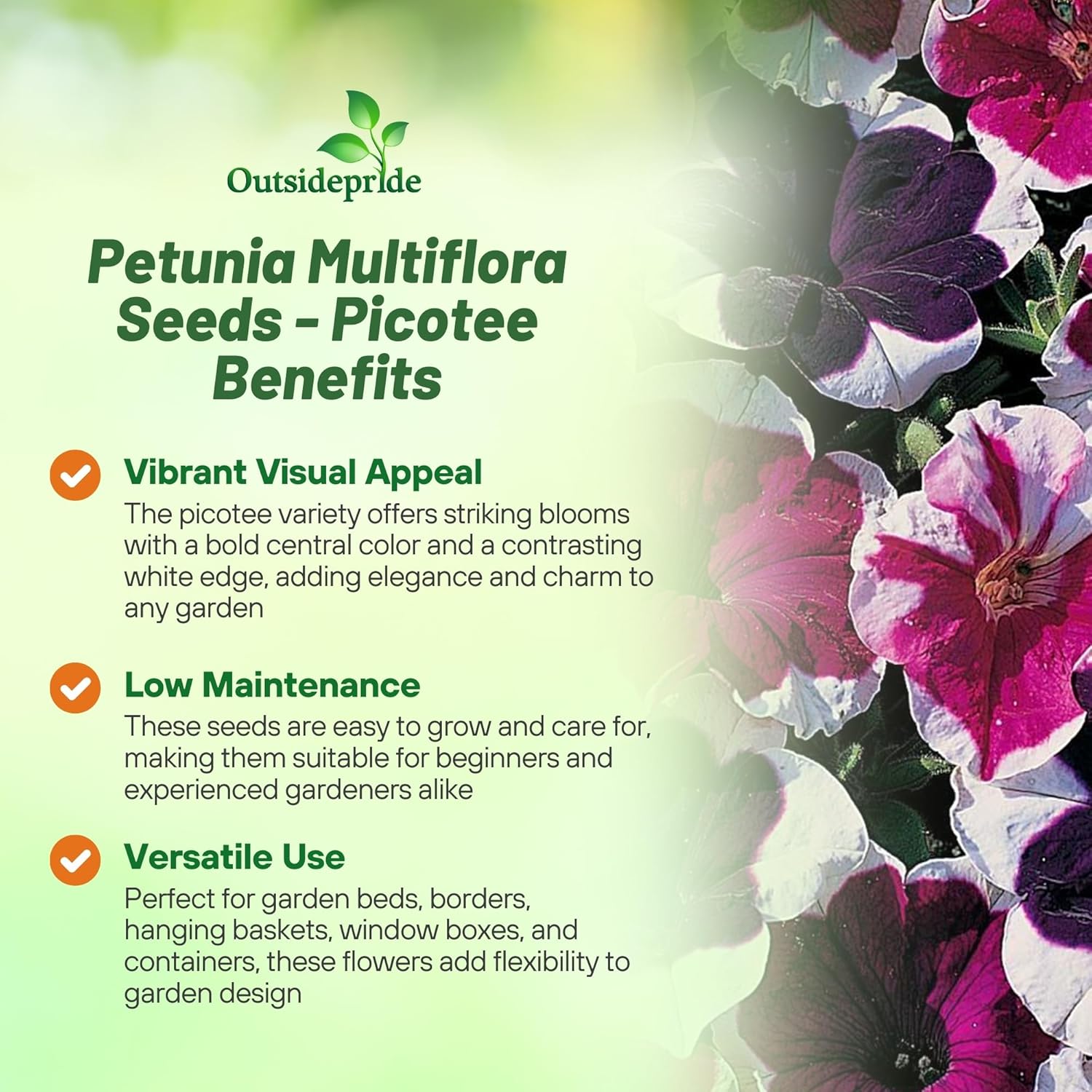 Petunia Multiflora Picotee Seed Mix