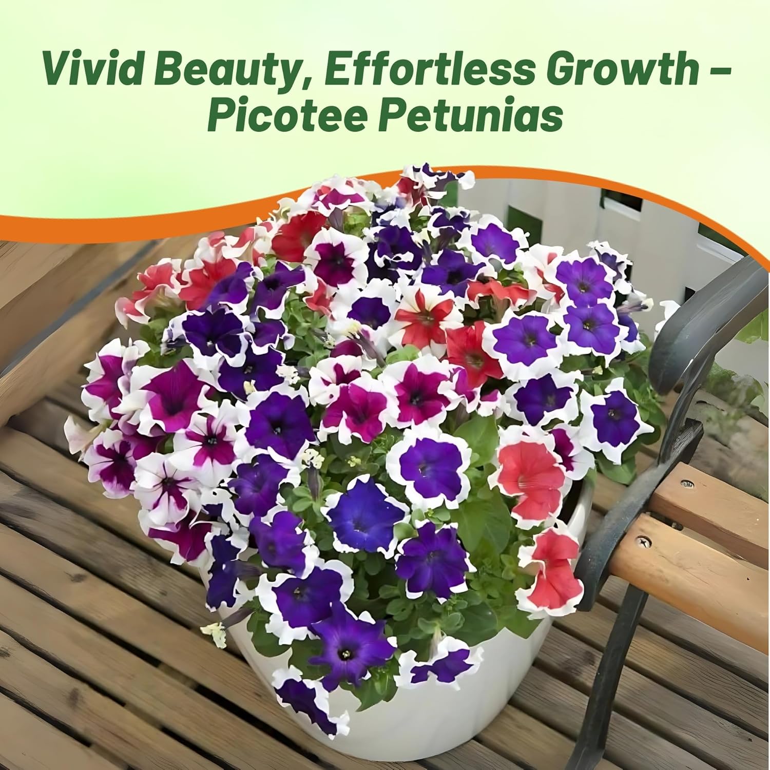 Petunia Multiflora Picotee Flower Garden
