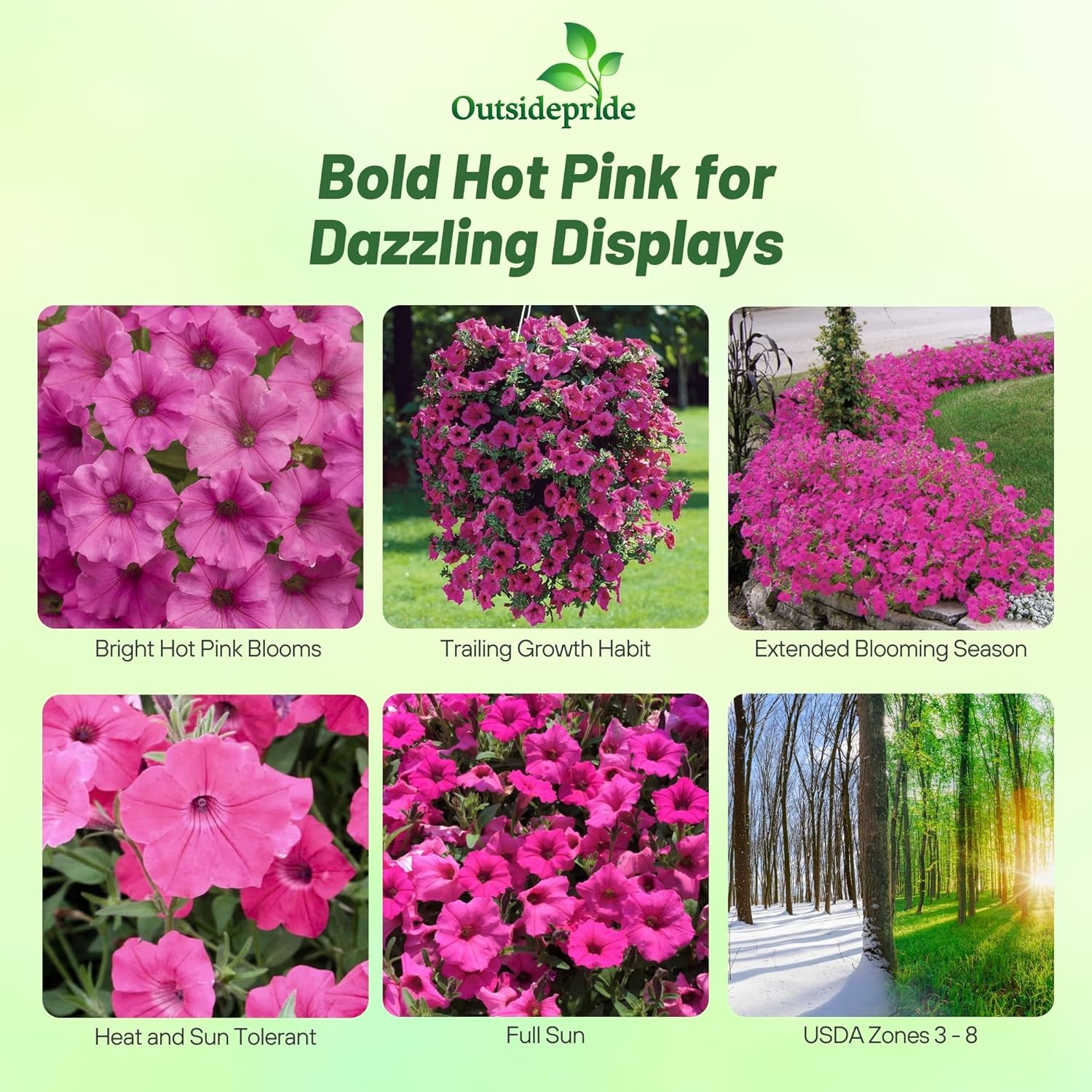 Tidal Wave Trailing Petunia Pink Hot Flowers