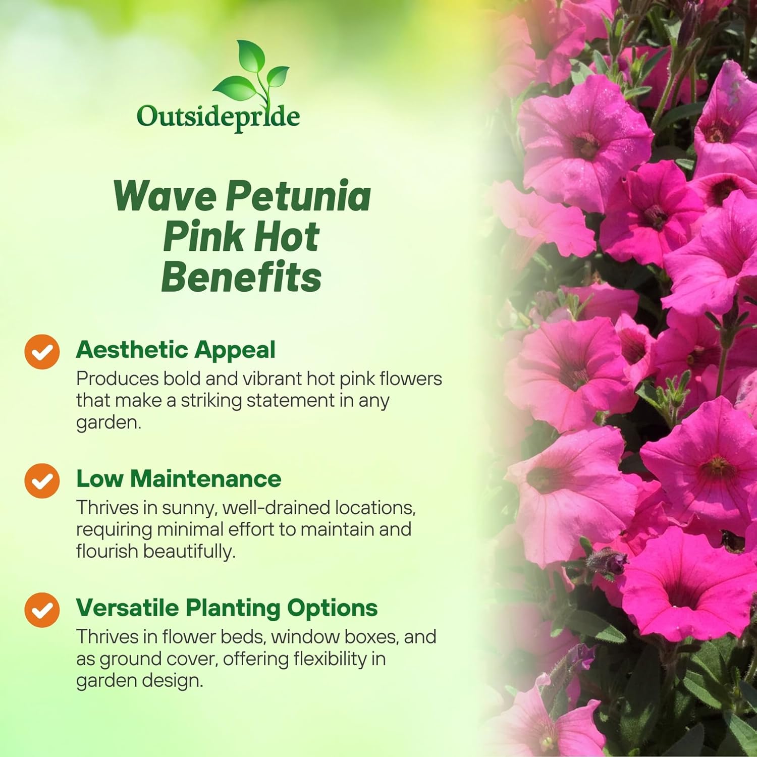 Tidal Wave Petunia Pink Hot Flowers