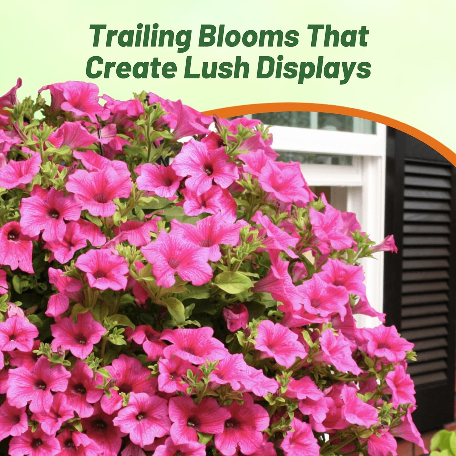 Wave Sreading Petunia Pink Hot Flowers