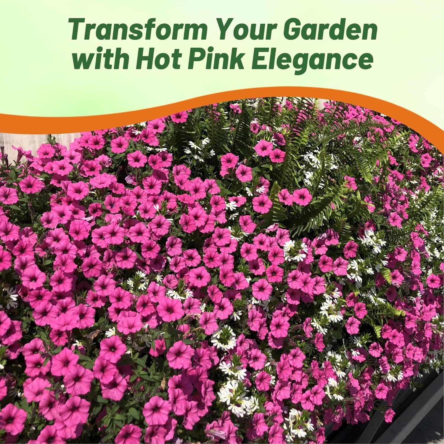 Tidal Wave Sreading Petunia Pink Hot Seeds