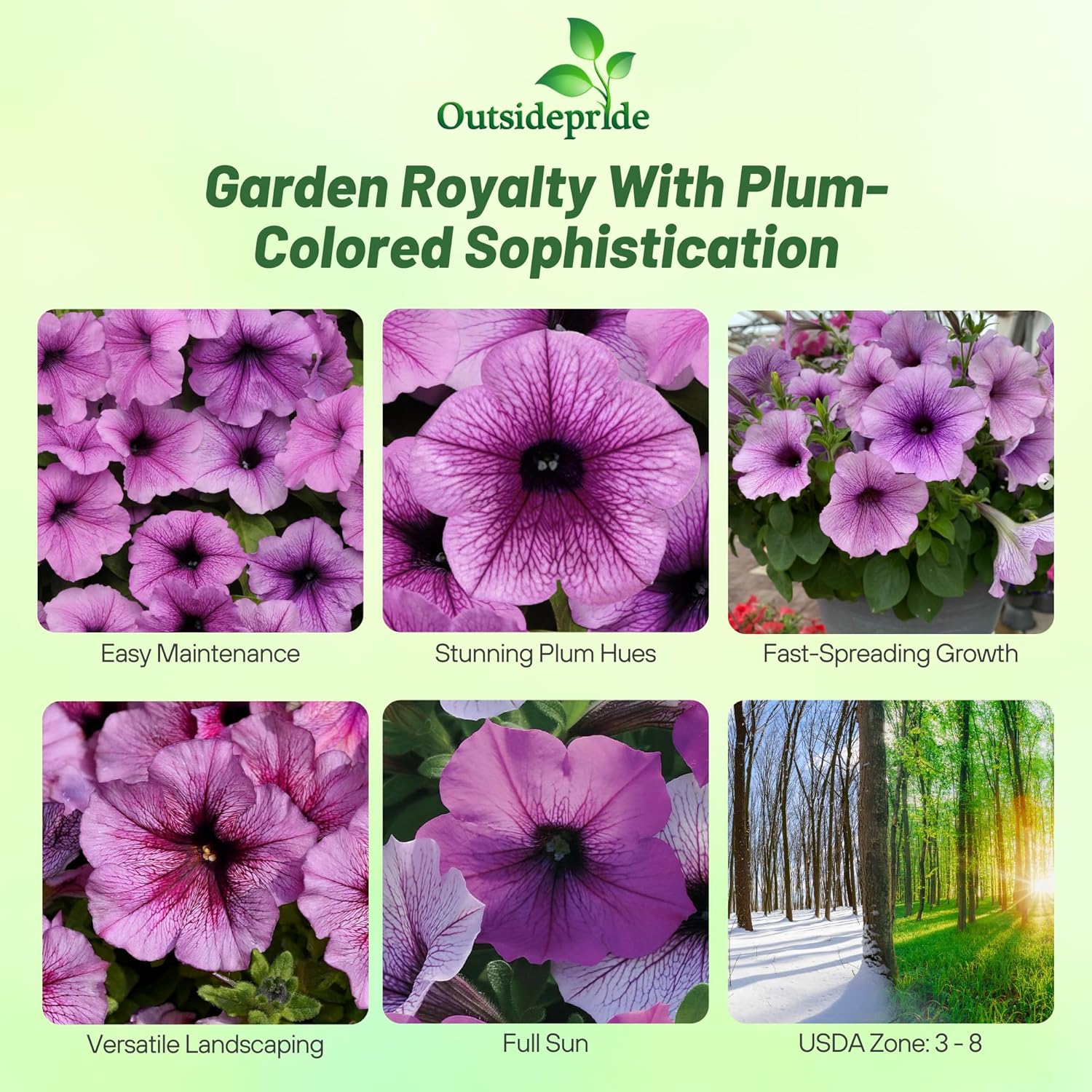 Wave Plum Vein Petunia Flower Seed