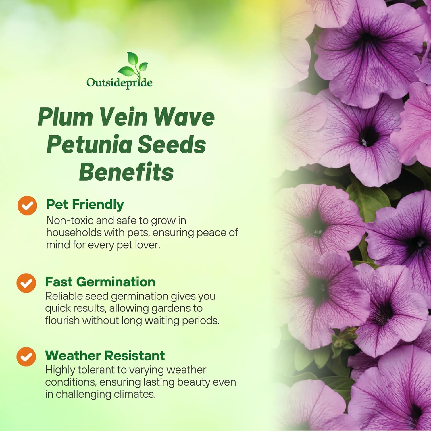 Plum Vein Petunia Flower Seed