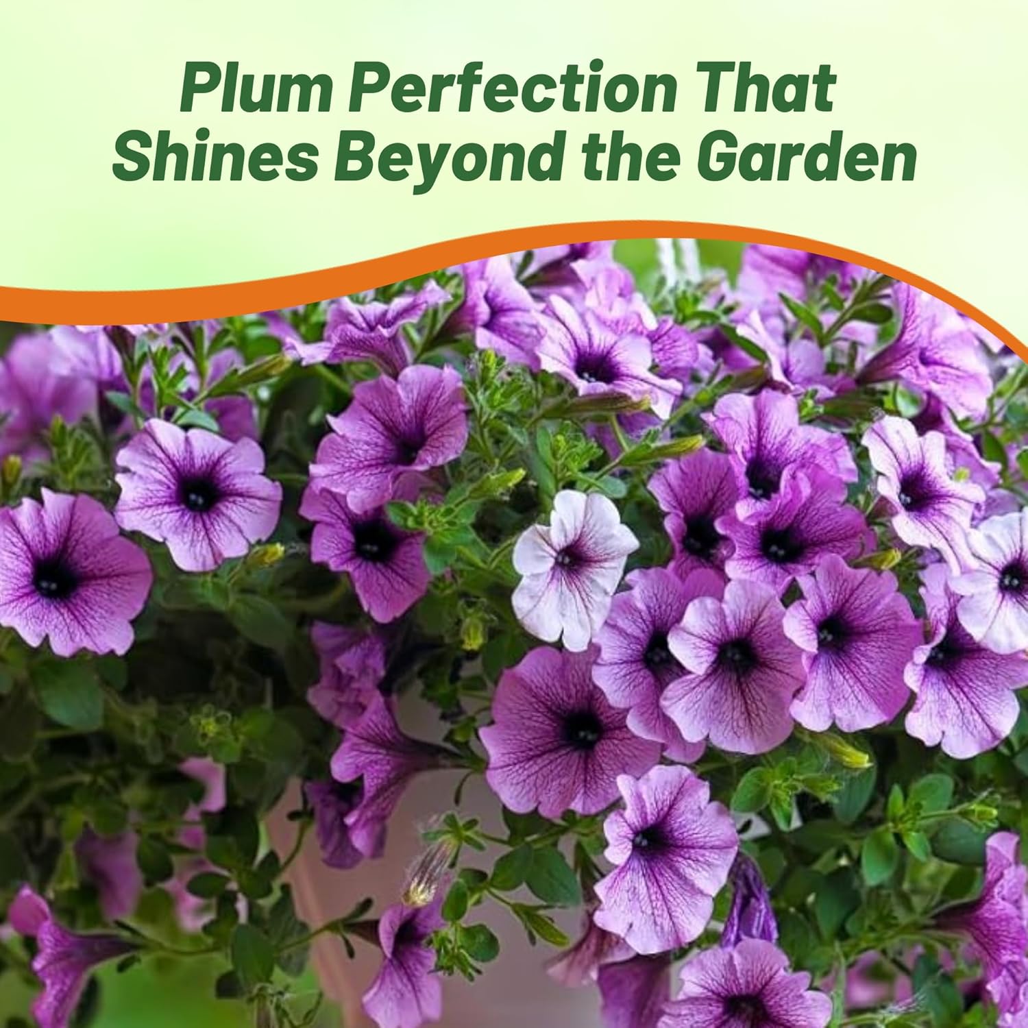 Easy Wave Plum Vein Petunia Flowers