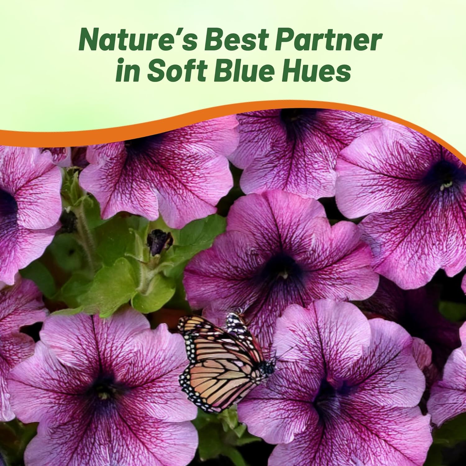 Easy Wave Plum Vein Petunia Flower Garden