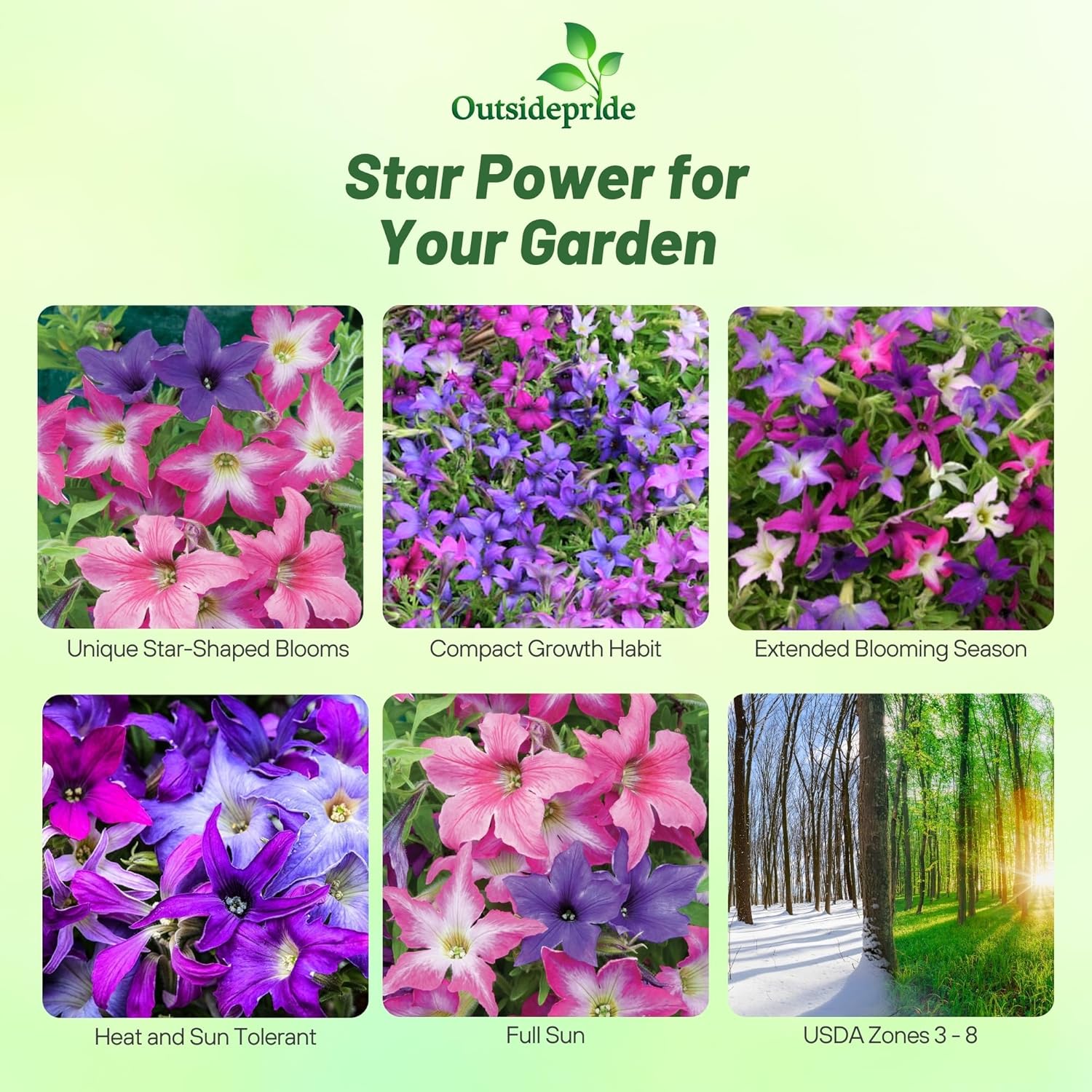 Petunia Sparklers Container Flowers