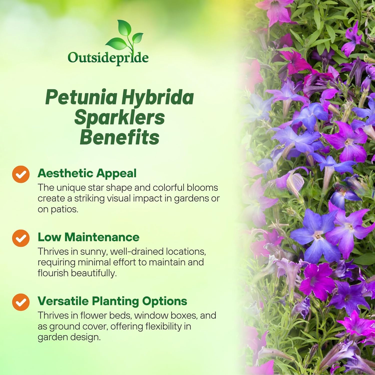 Petunia Sparklers Seed Mixture