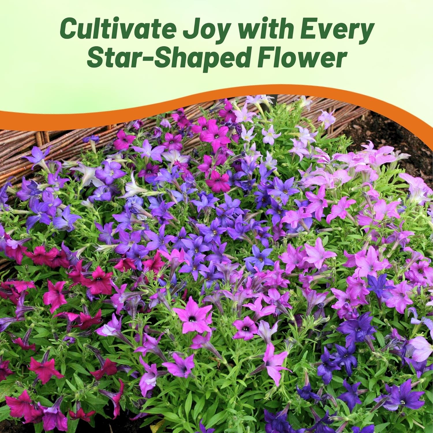 Petunia Sparklers Flower Garden