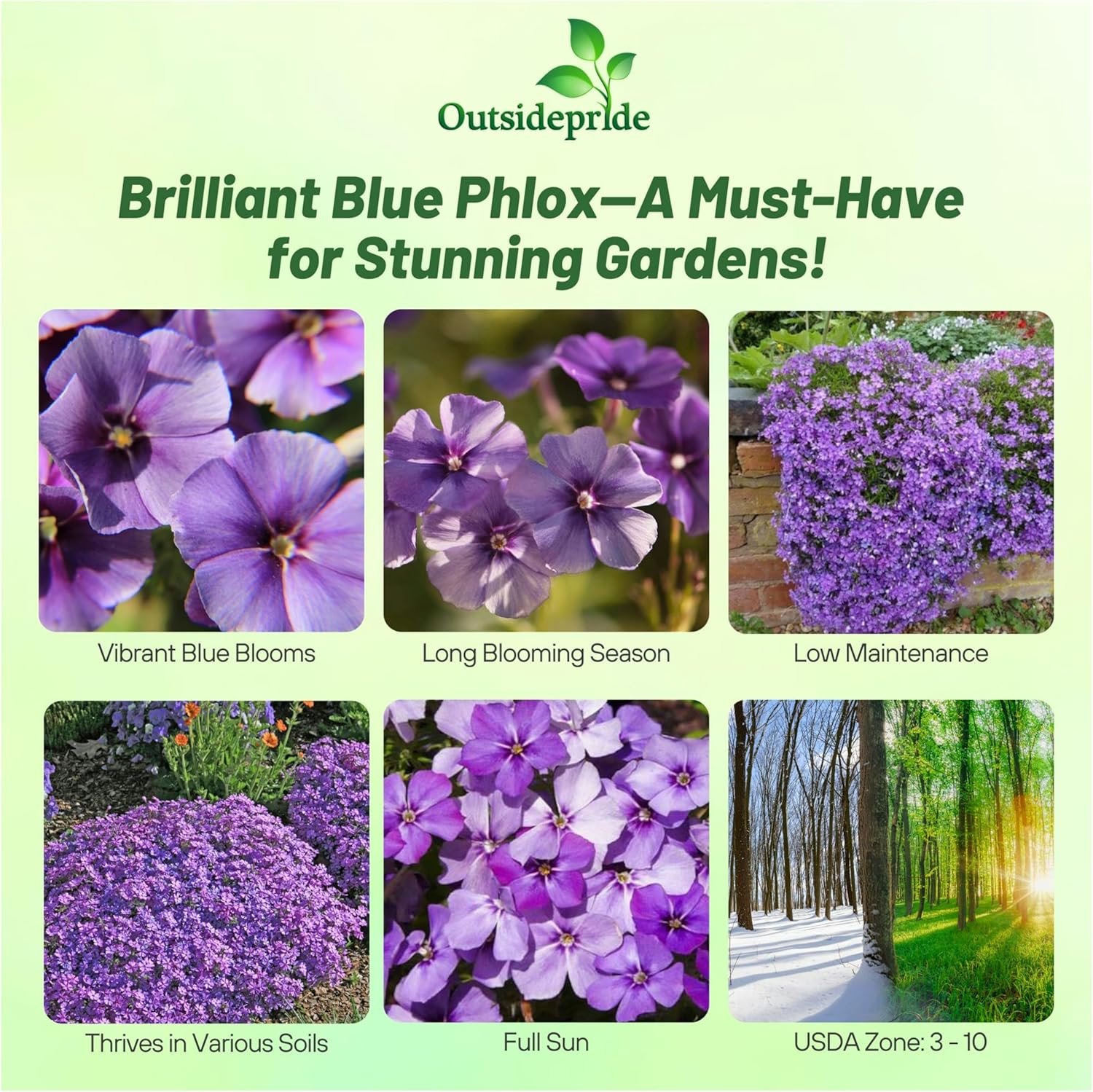 Drummondii Phlox Blue Garden Flowers