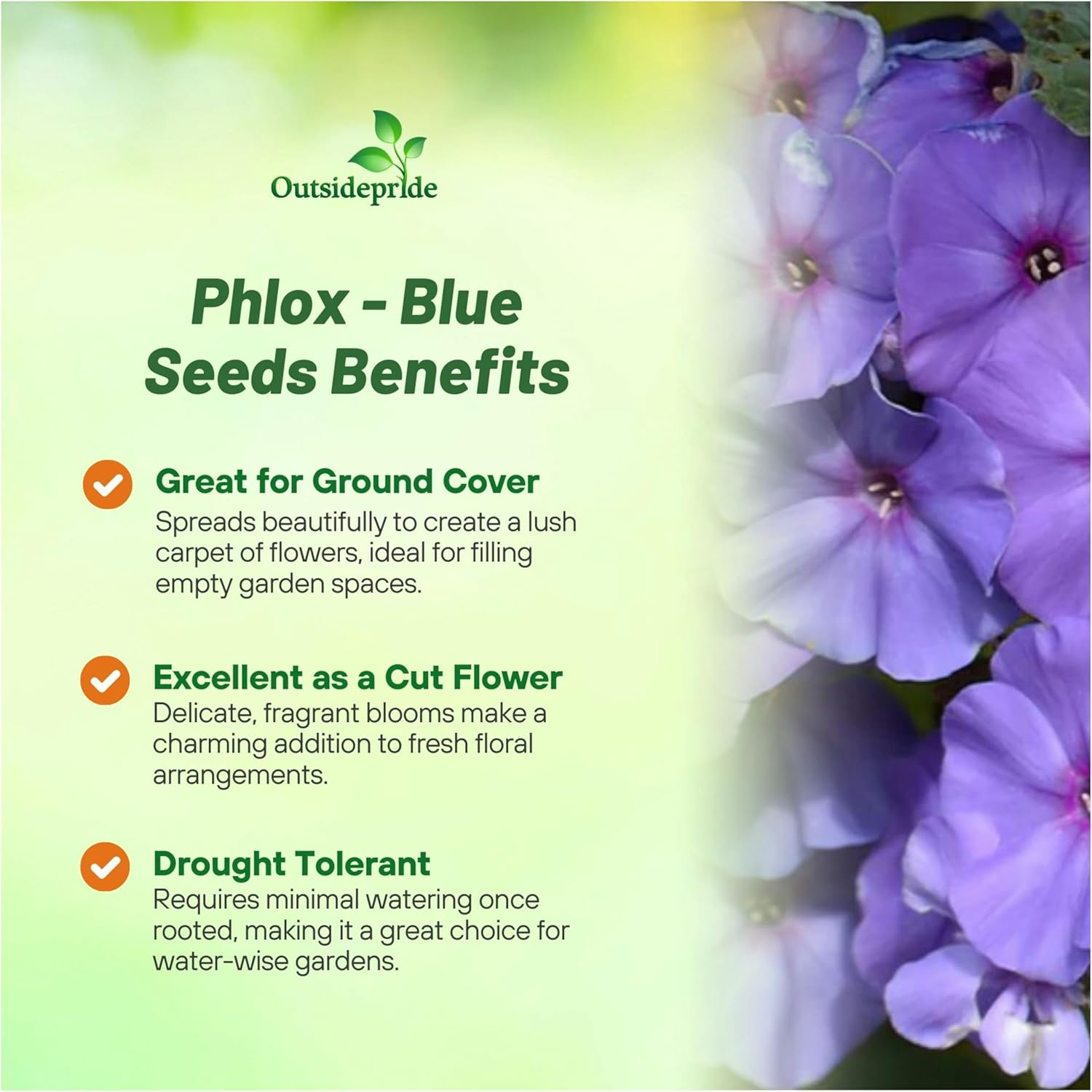 Phlox Drummondii Nana Compacta Beauty Blue