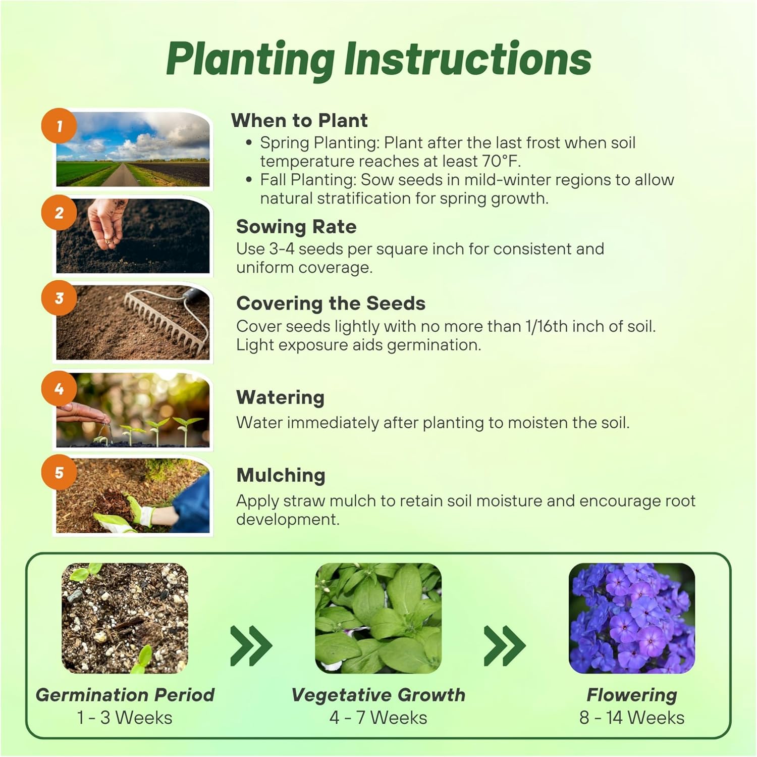 Drummondii Phlox Blue Planting Directions