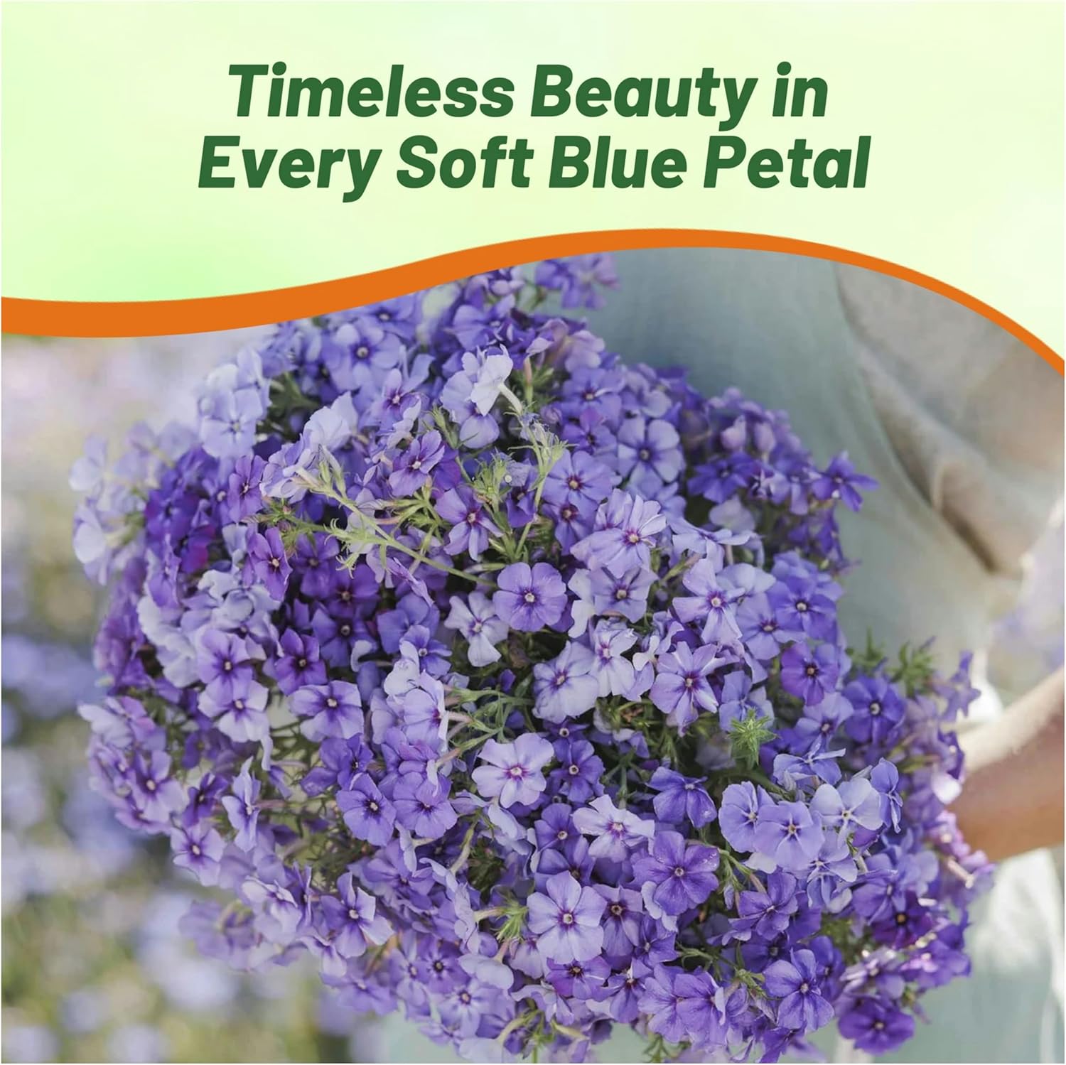 Drummondii Phlox Blue Flower Seeds