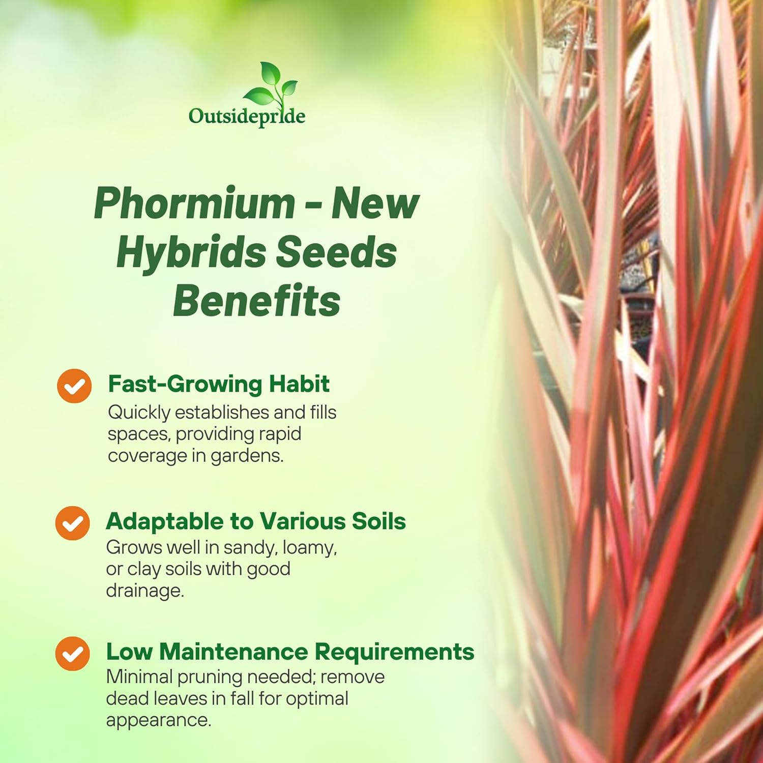 New Zealand Flax Hybrids Ornamental Plant