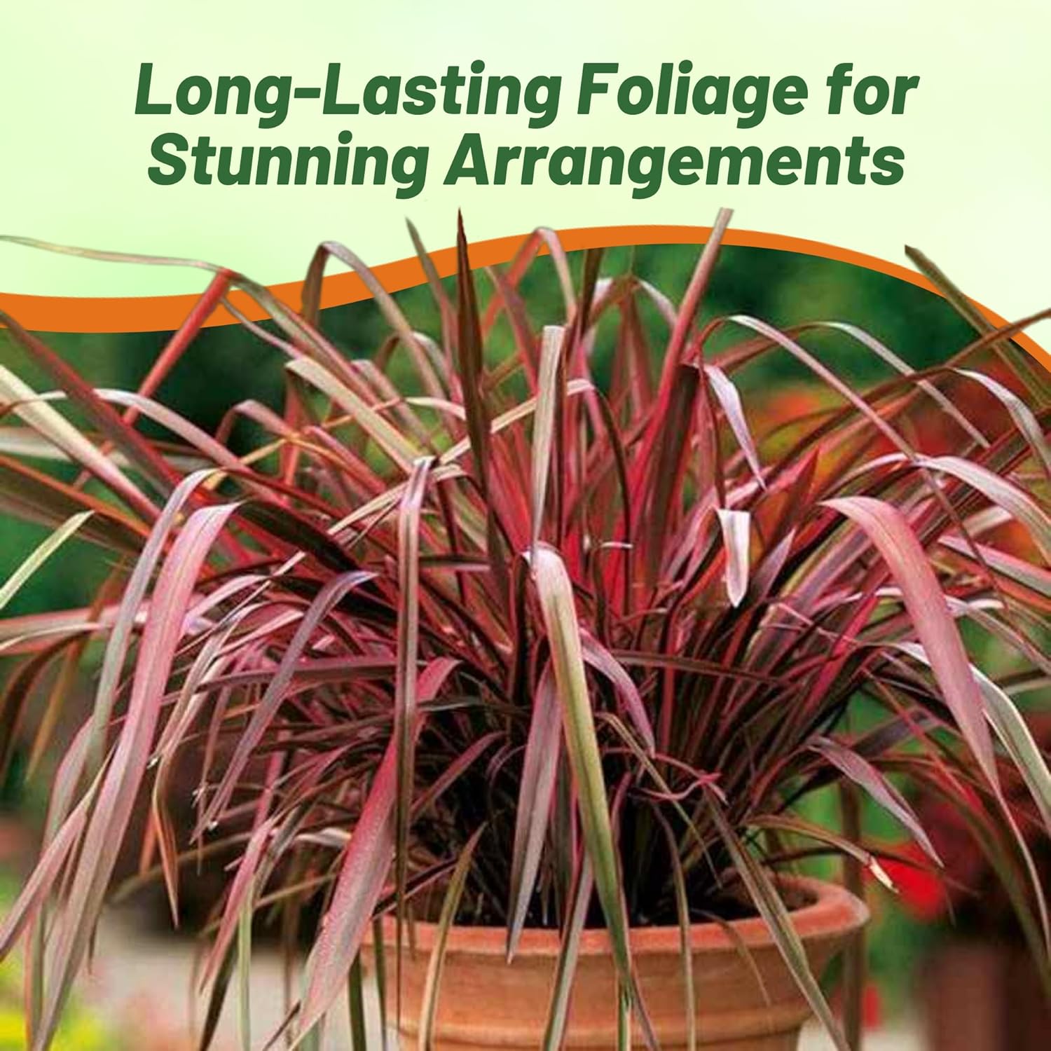New Zealand Flax New Hybrids Container Plant