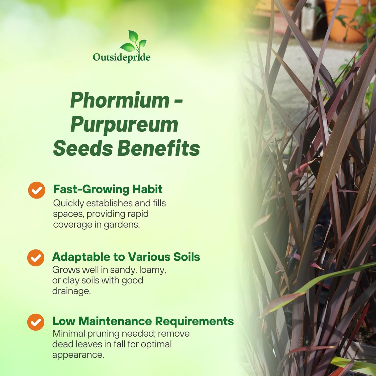 New Zealand Flax Purpureum Ornamental Plant