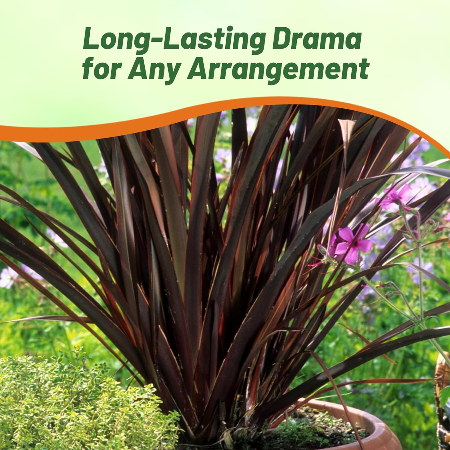 Phormium Tenas Purple Container Plant