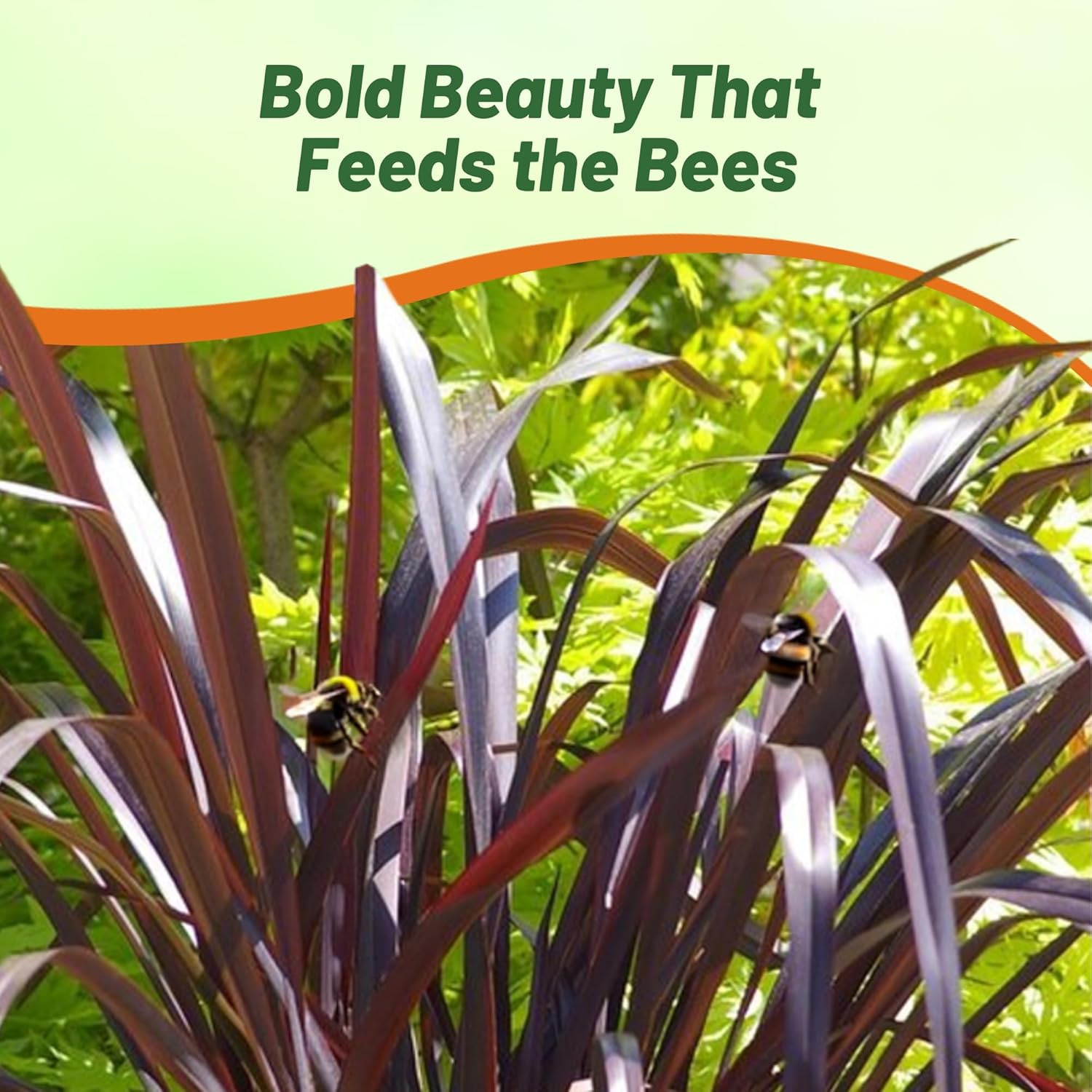 New Zealand Flax Purple Landscaping Pollinator