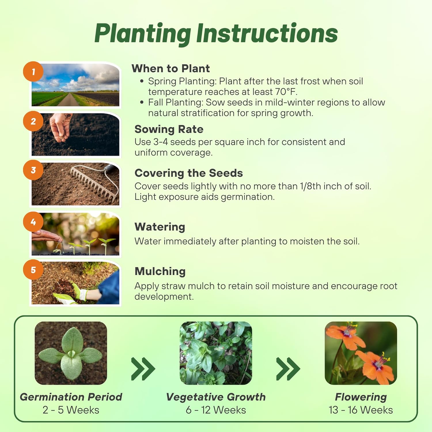 Scarlet Pimpernel Ground Cover Seed Planting Directions