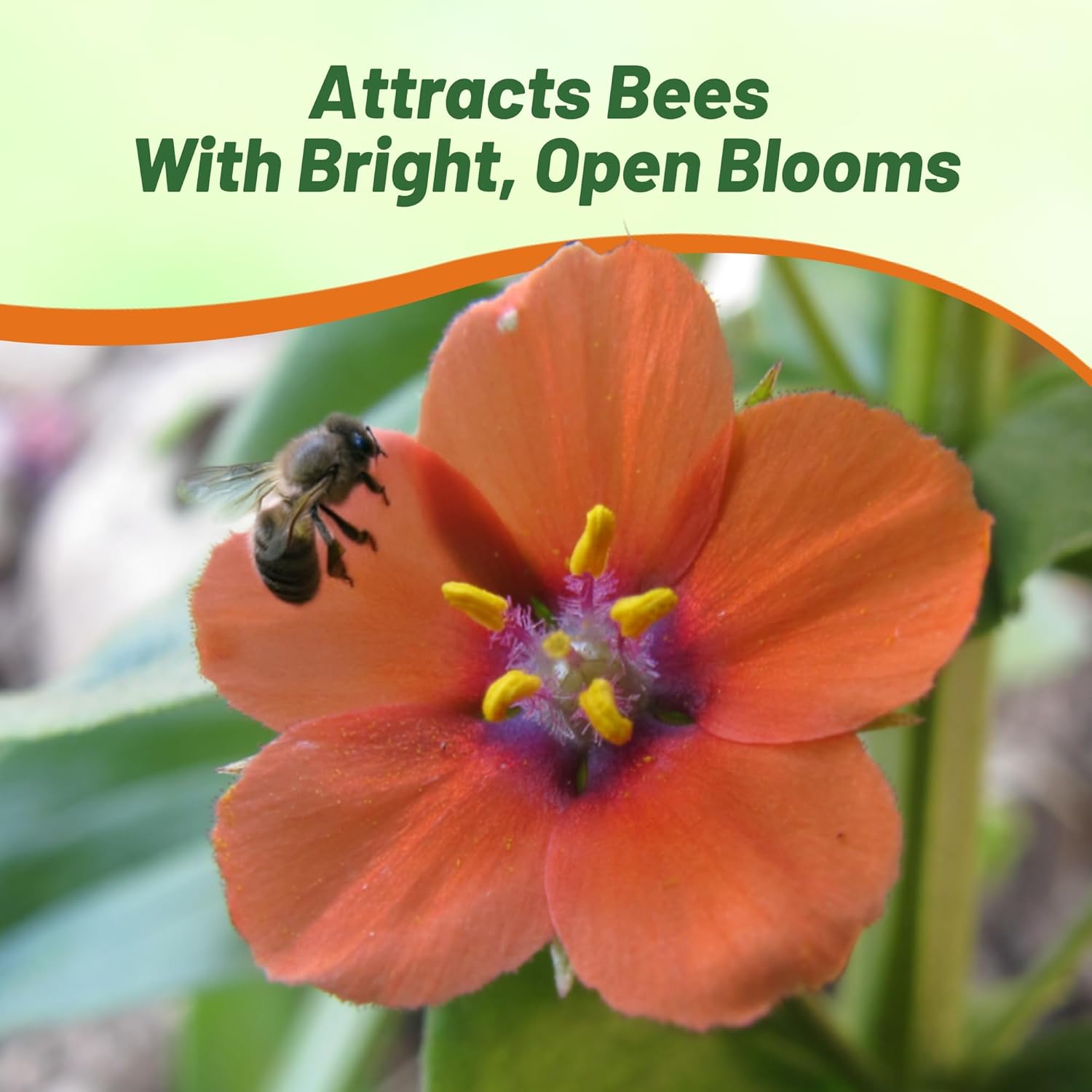 Scarlet Pimpernel Flowering Container Plant