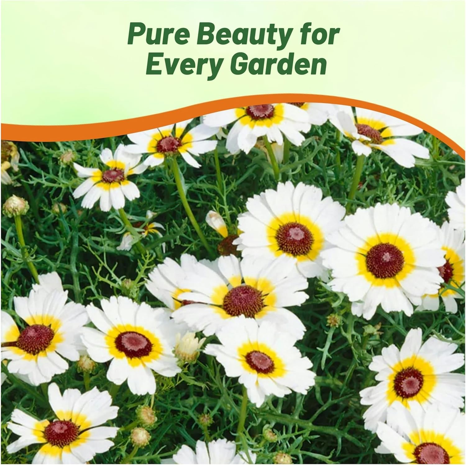 Chyrsanthemum Daisy Polar Star Flower Garden