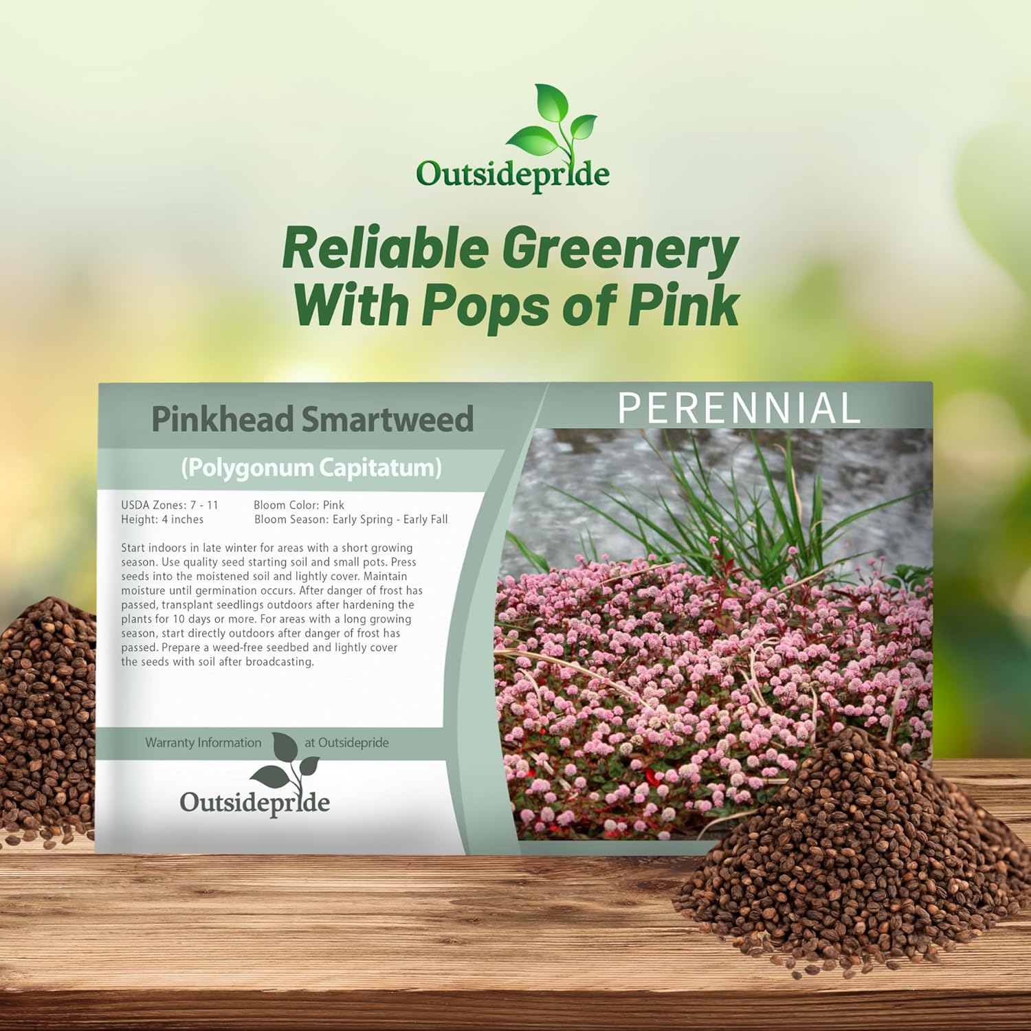 Polygonum Flower Seed Packet