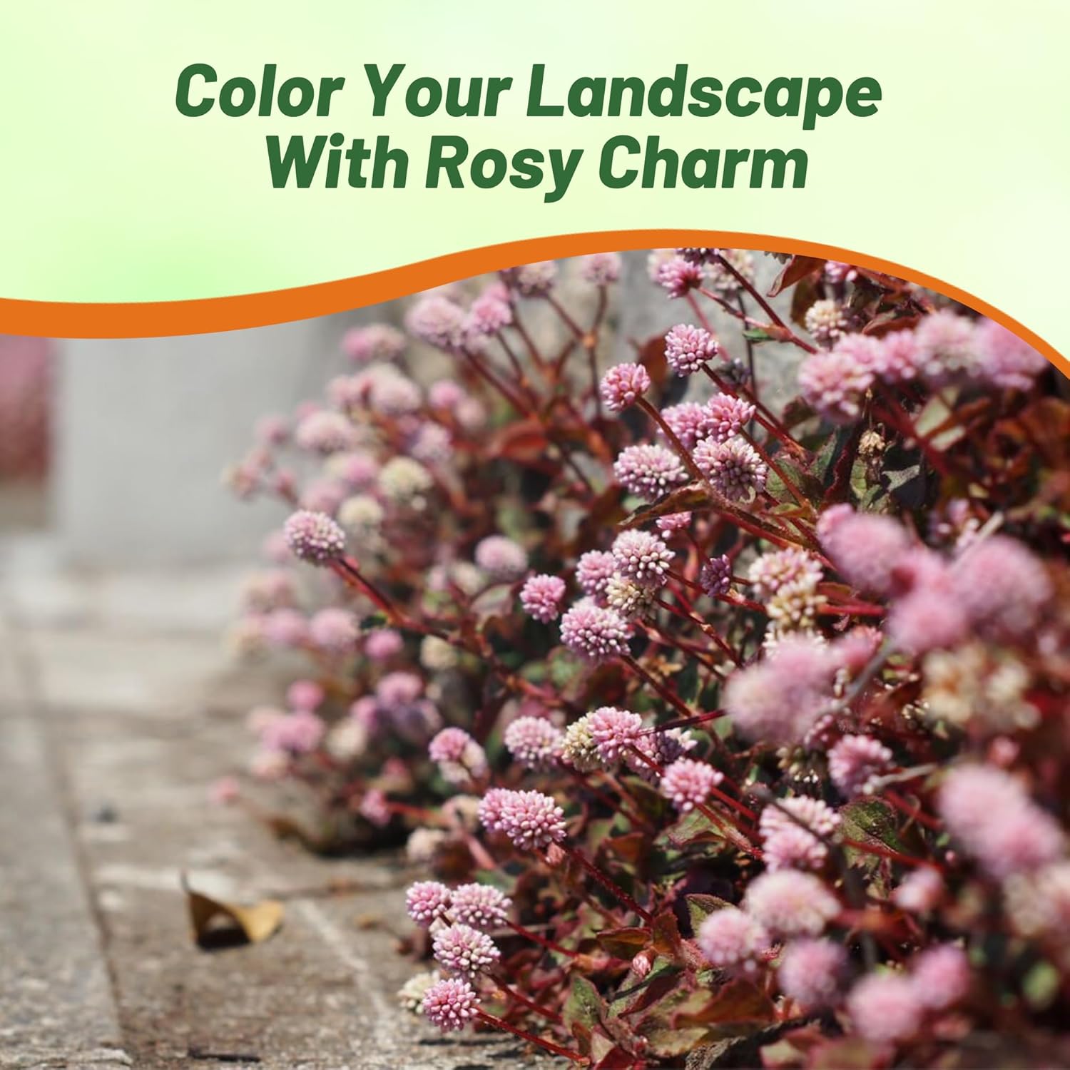 Polygonum Ground Cover Plant