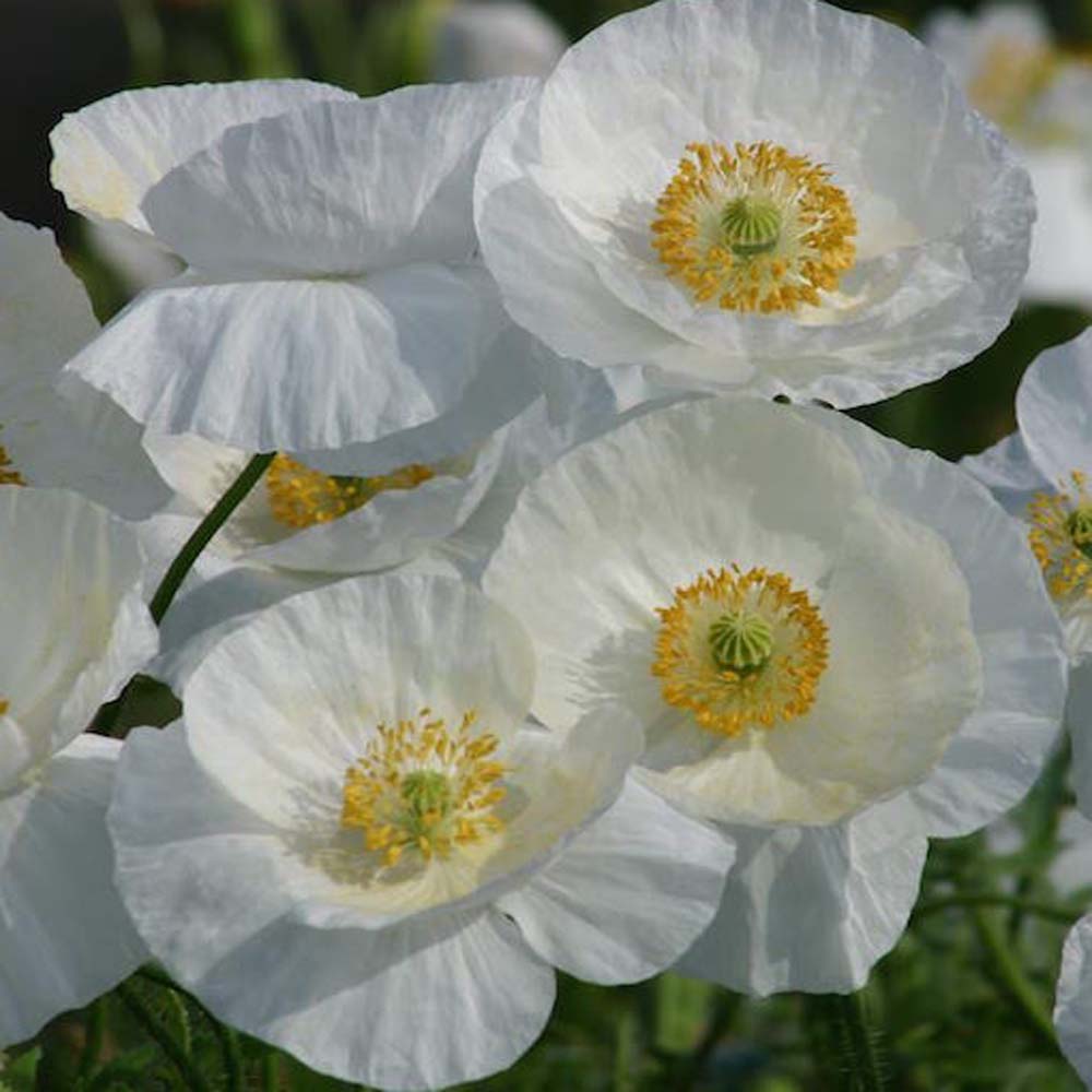 Poppy Bridal Silk Garden Flowers