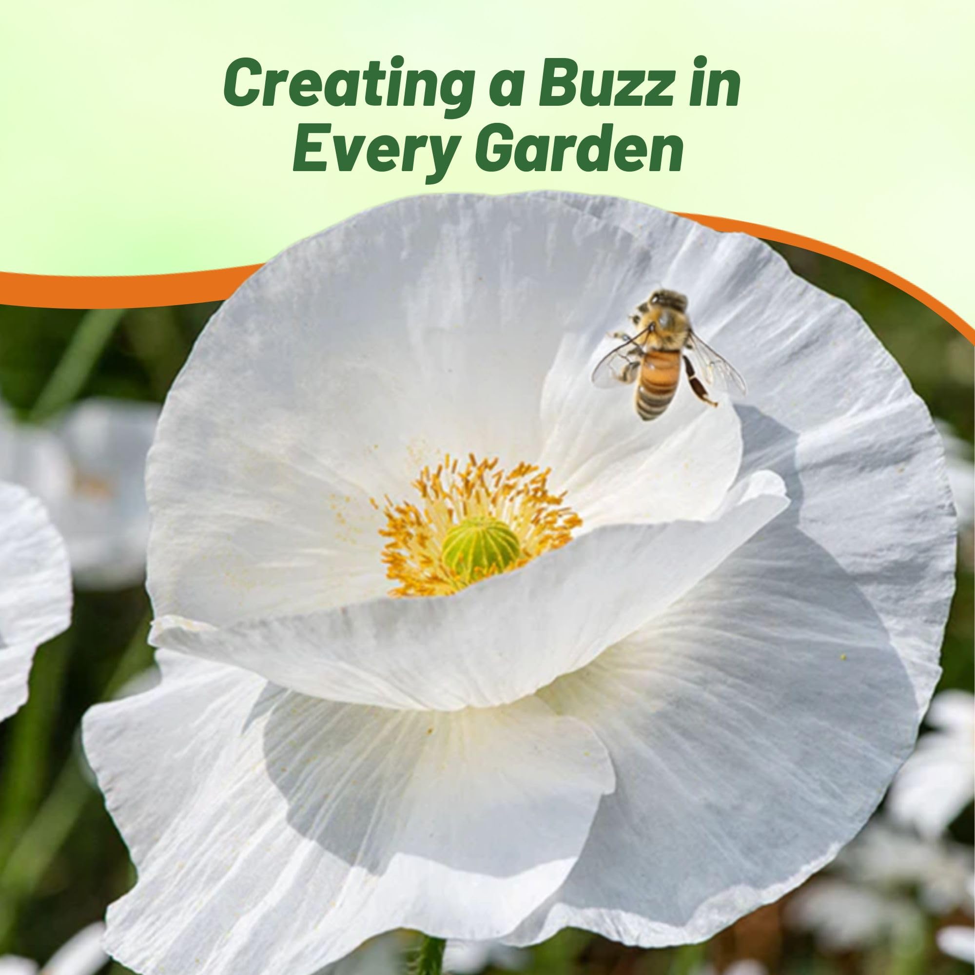 Poppy Bridal Silk Pollinator