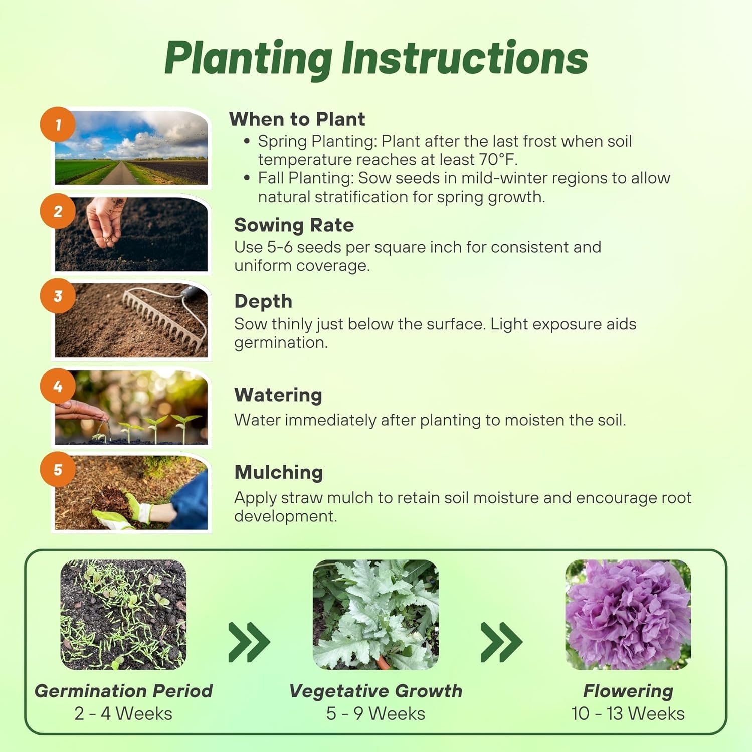 Poppy Candy Floss Planting Directions