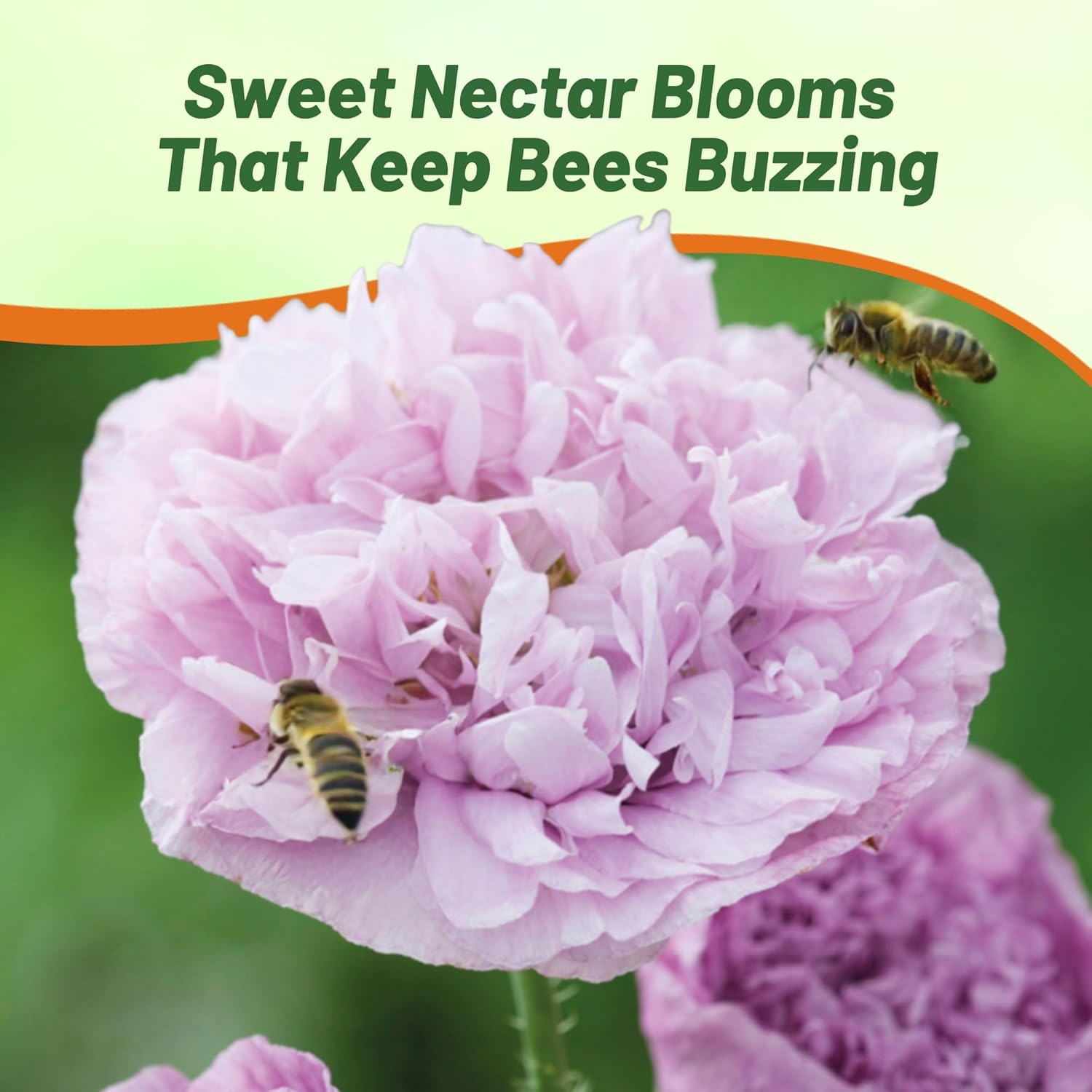 Poppy Candy Floss Flower Seeds