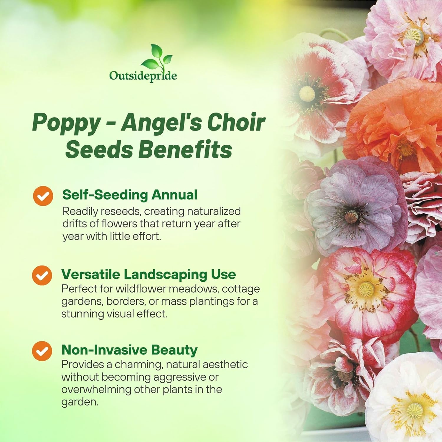 Angel's Choir Poppy Flower Seeds
