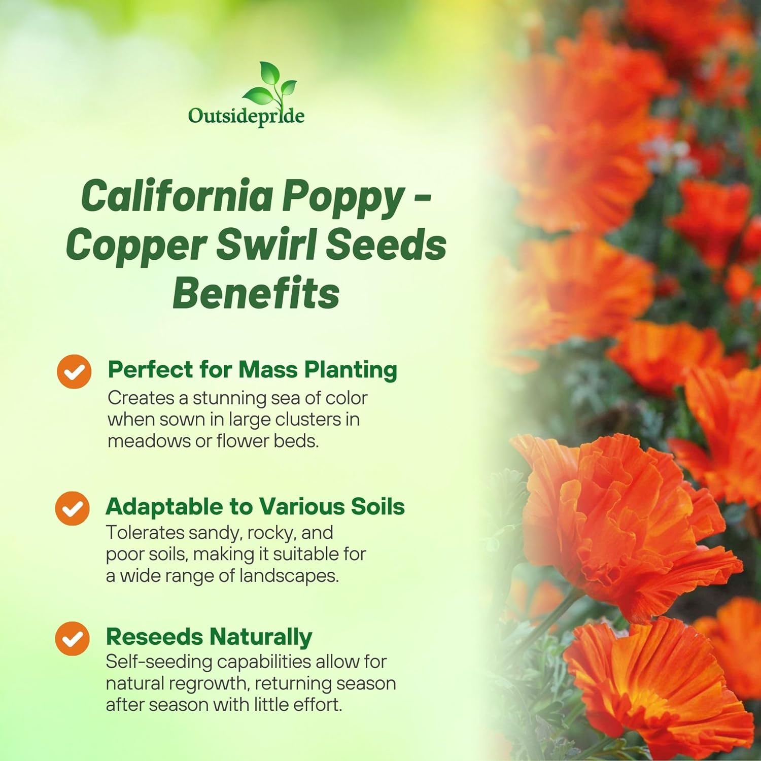California Poppy Copper Swirl Benefits
