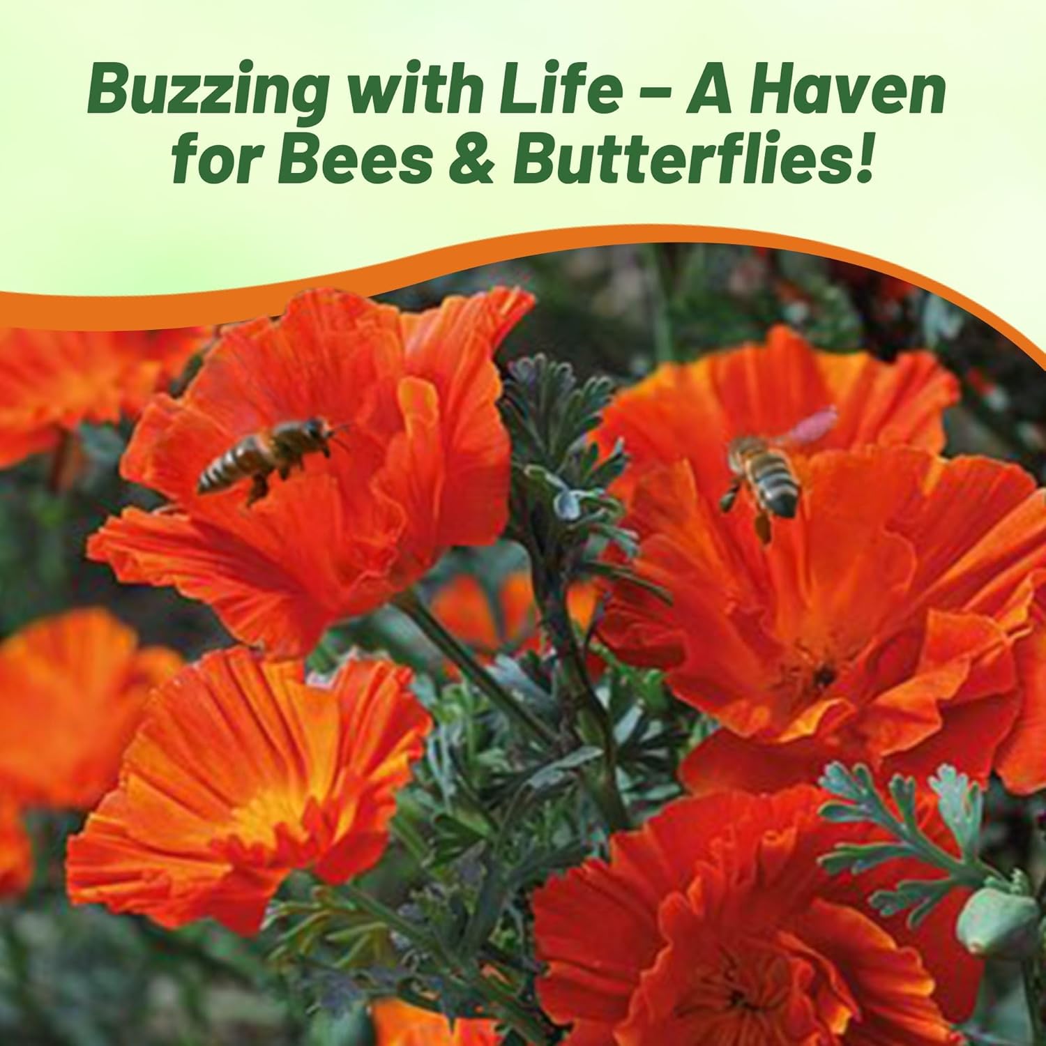California Poppy Copper Swirl Pollinator