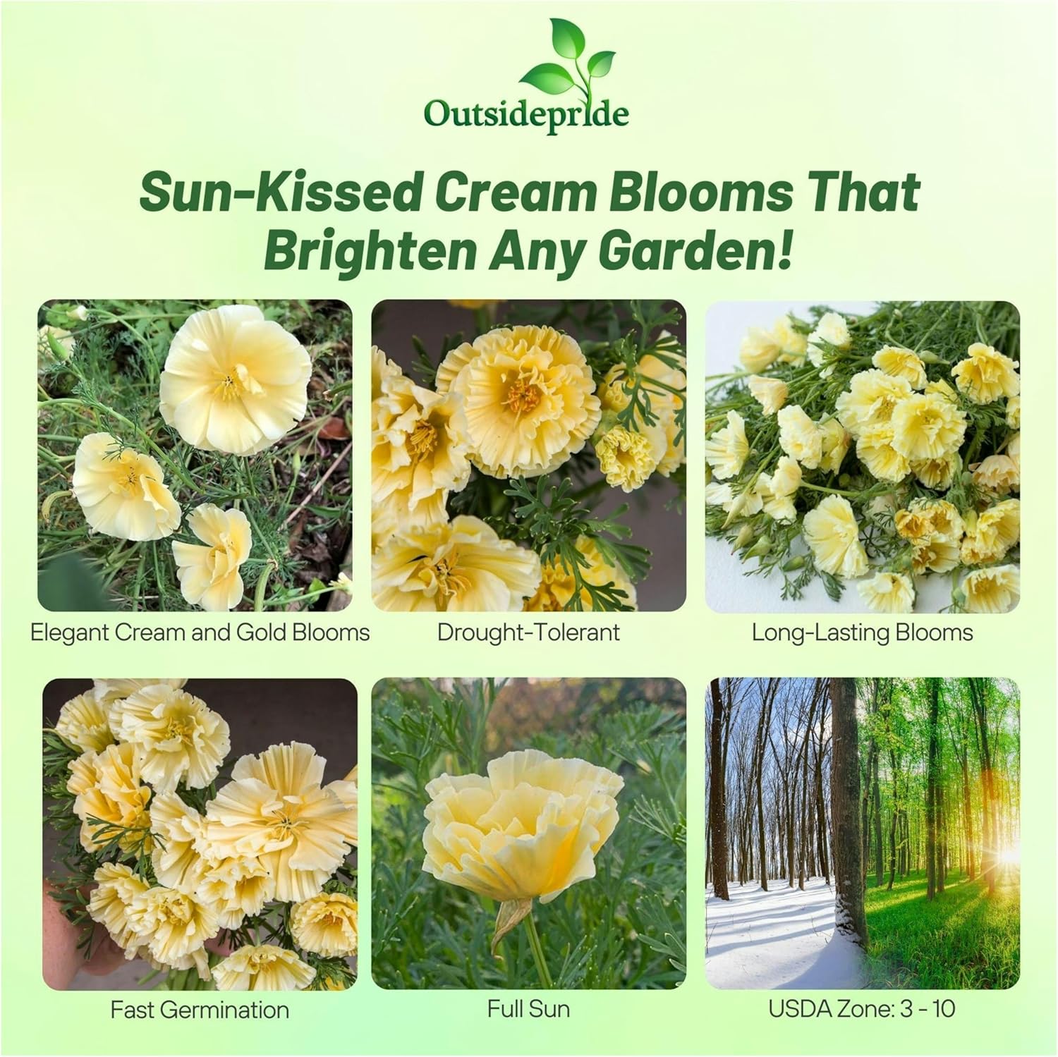 California Poppy Cream Swirl Garden Flower