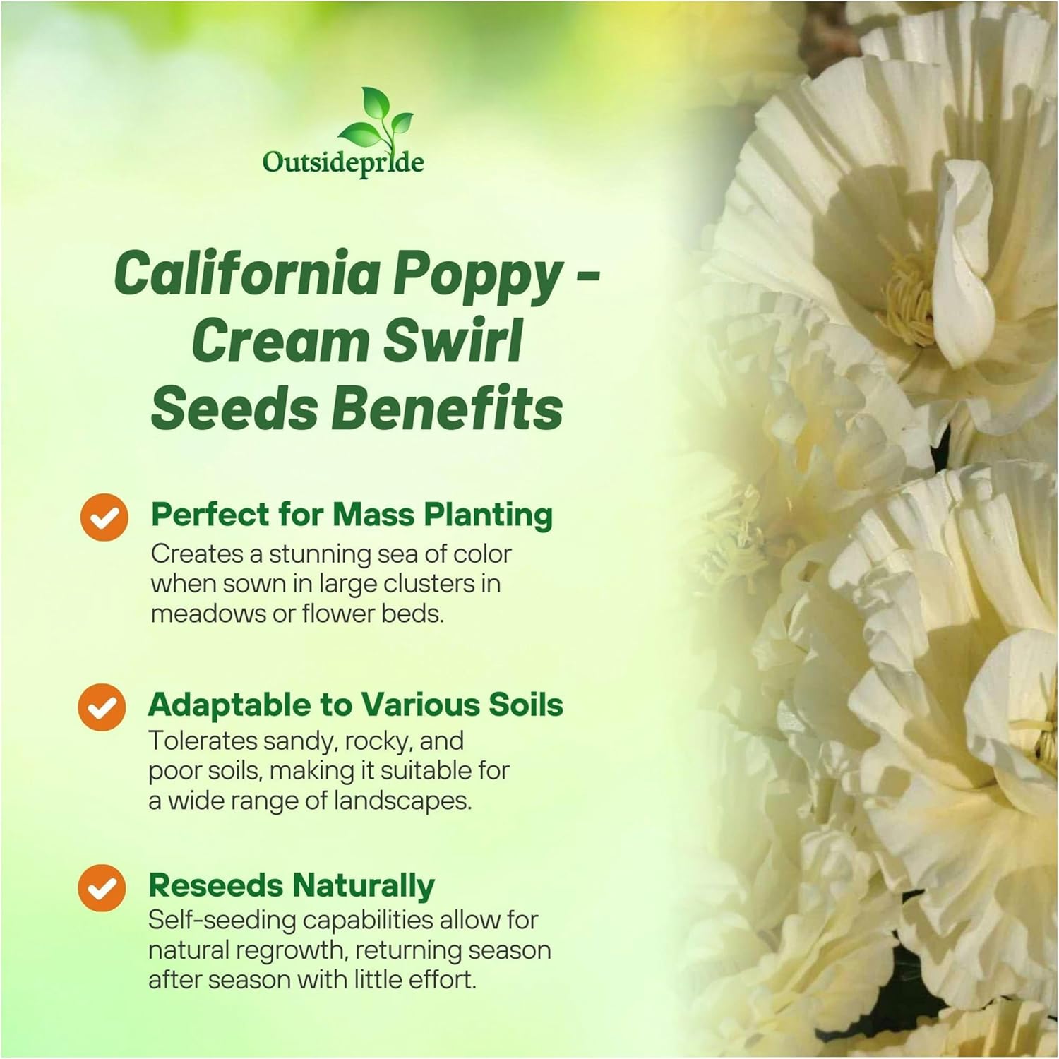 California Poppy Cream Swirl Planting Directions