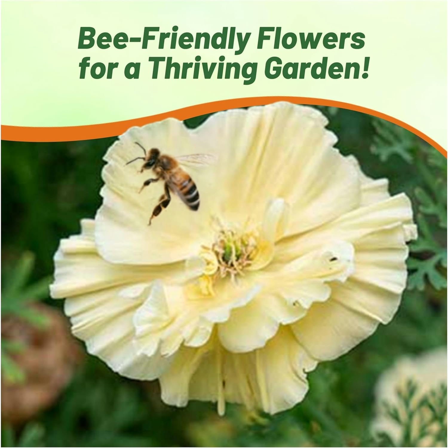 California Poppy Cream Swirl Pollinator