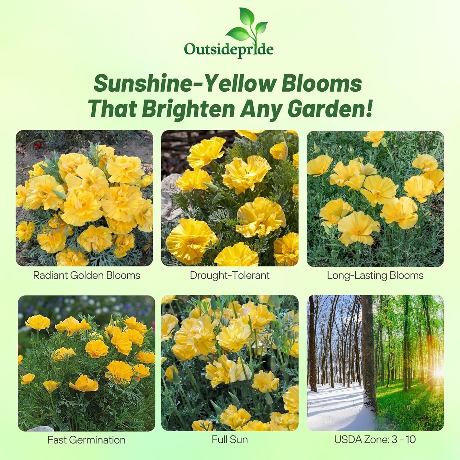Drought Tolerant California Poppy Gold Swirl