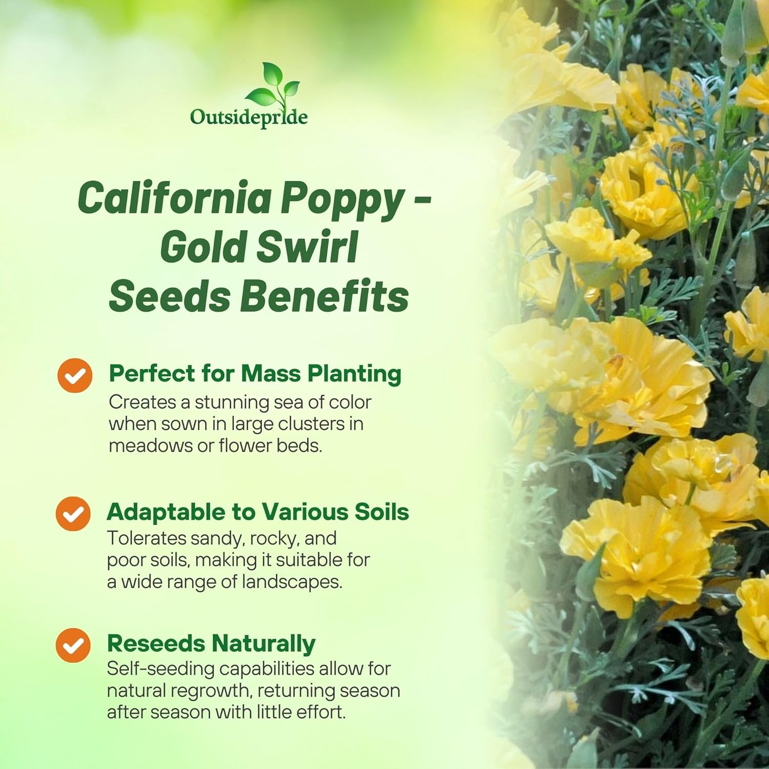 Eschscholzia Californica Gold Swirl