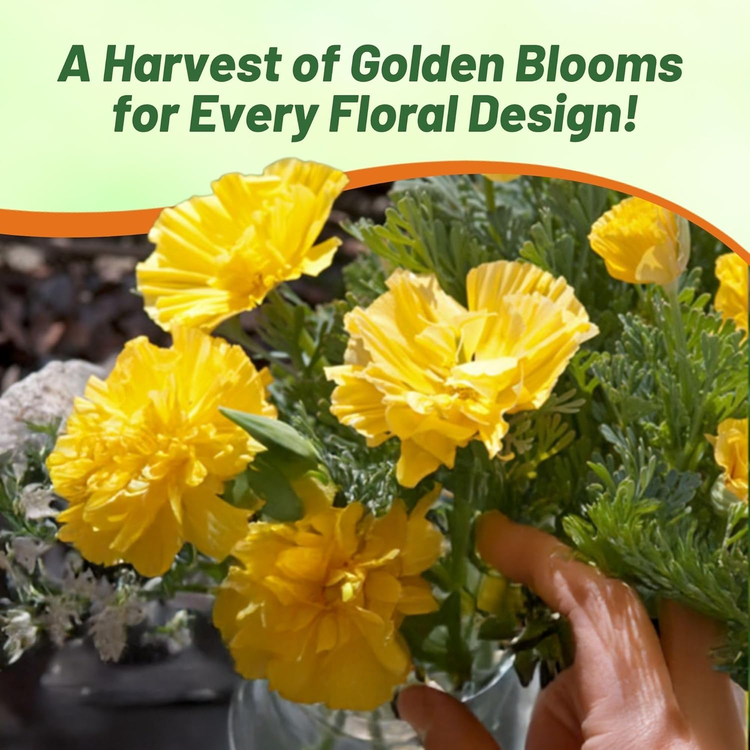 California Poppy Gold Swirl Flowers