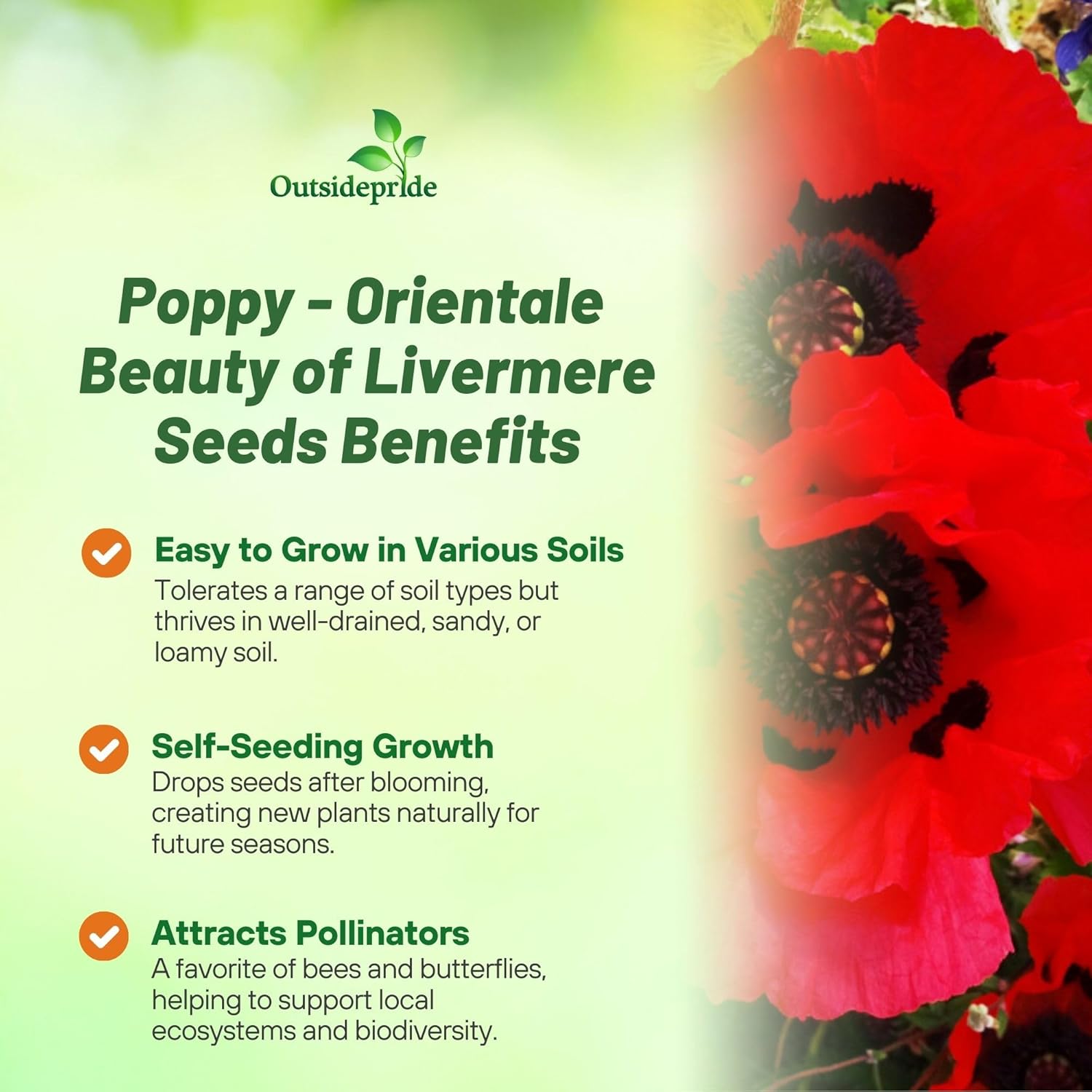 Oriental Poppy Livermere Flowers