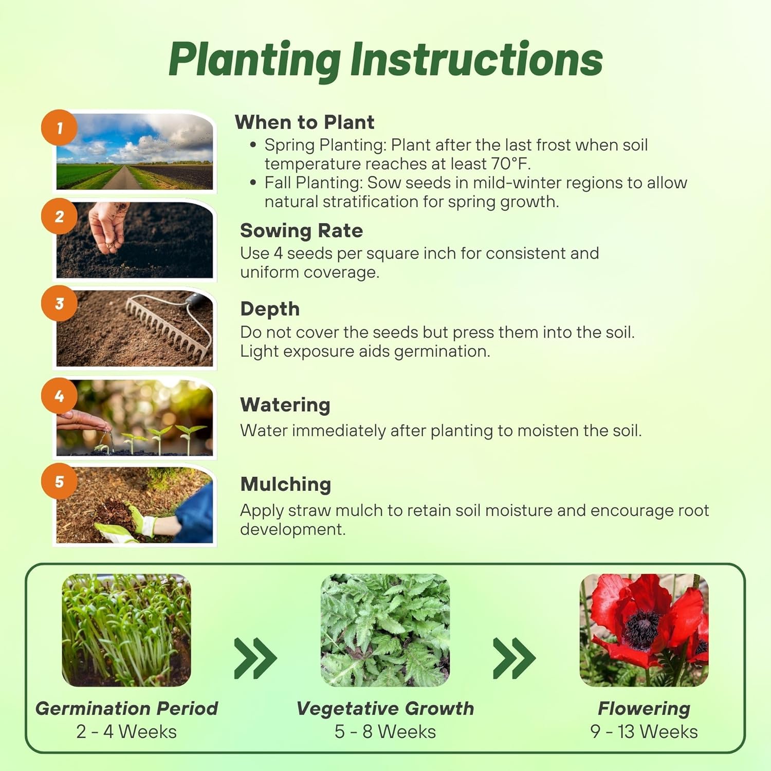 Oriental Poppy Beauty of Livermere Planting Directions