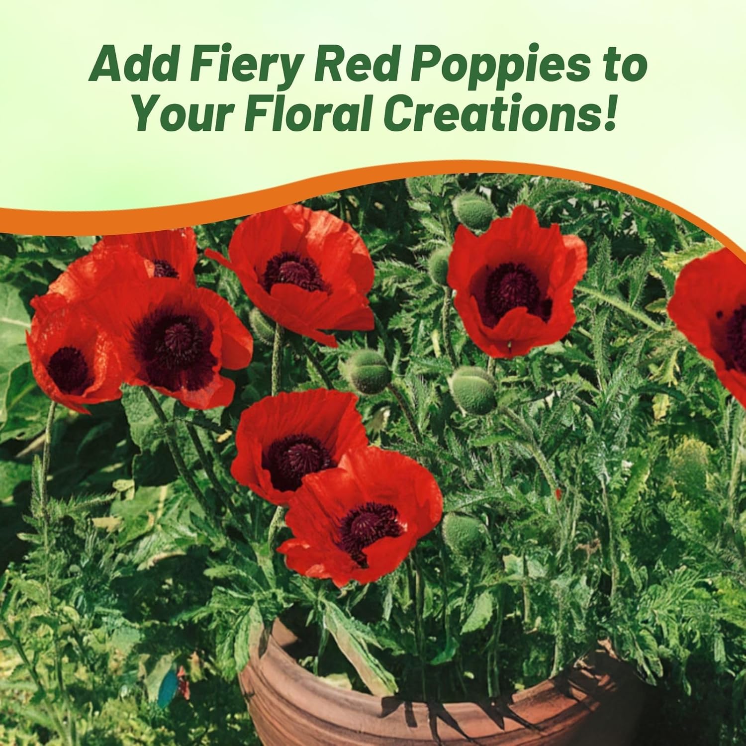 Poppy Beauty of Livermere Cut Flowers