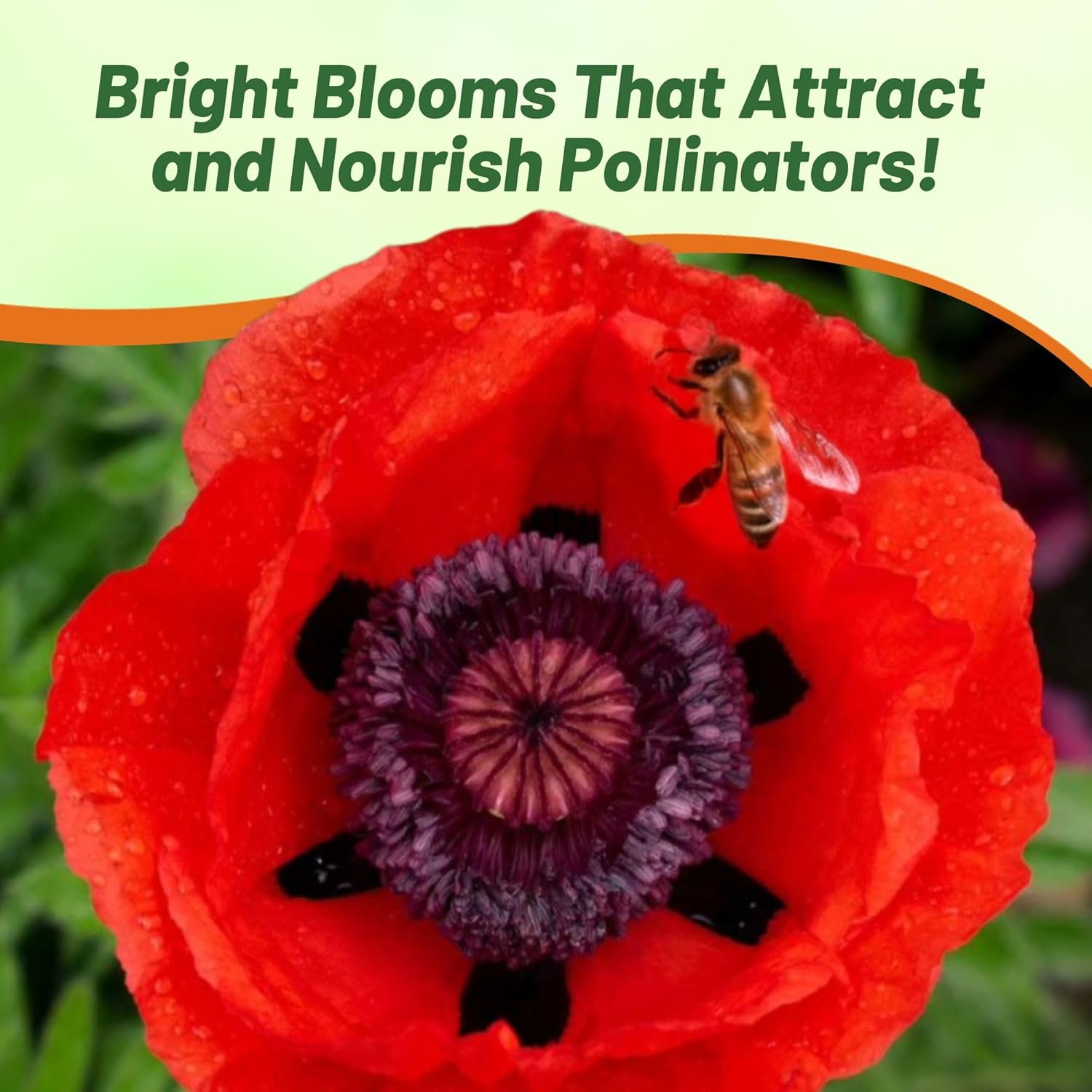 Oriental Poppy Livermere Pollinating Bees