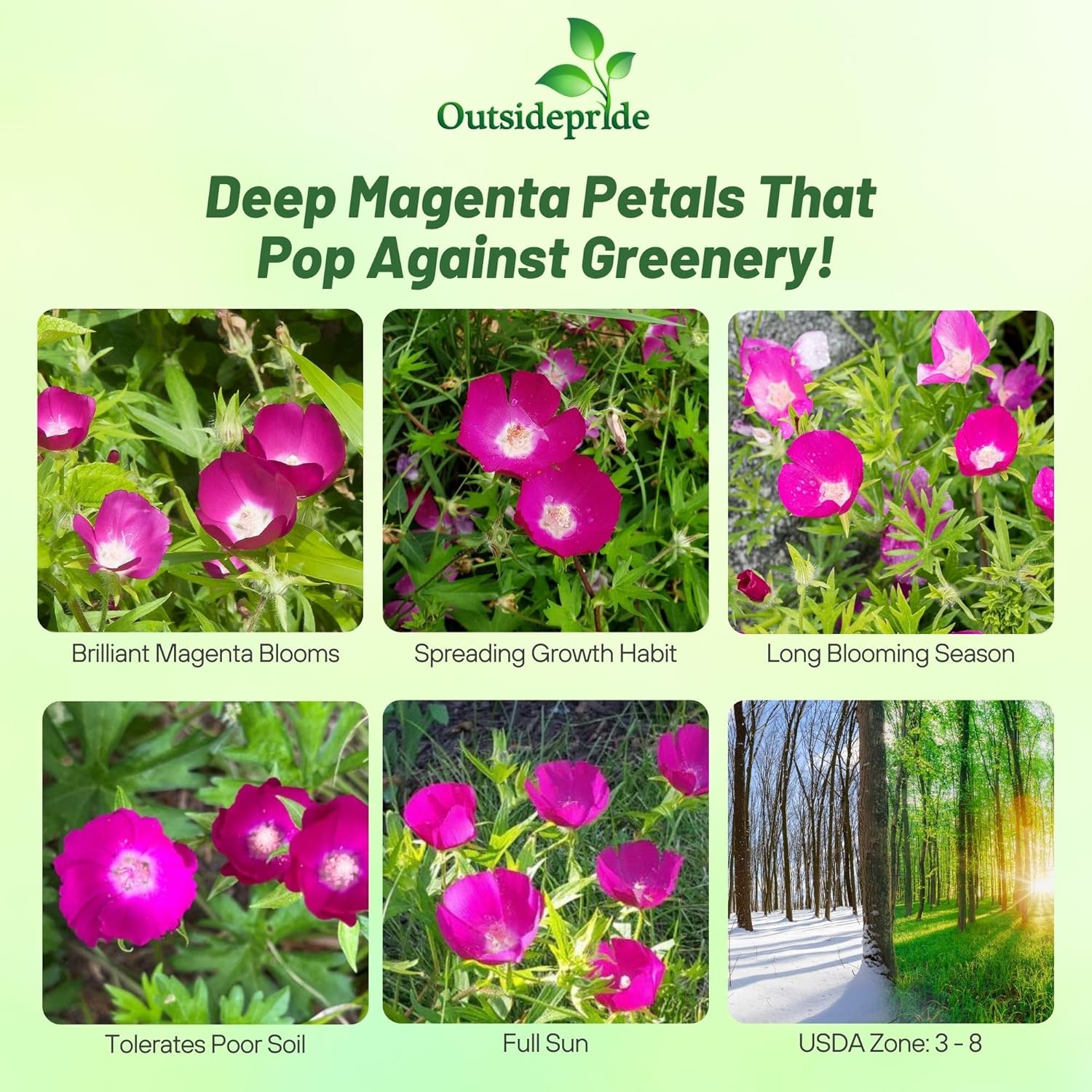 Purple Poppy Mallow For Planting