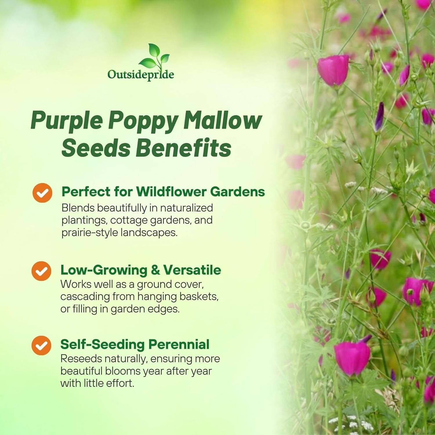 Purple Poppy Mallow Garden Flower