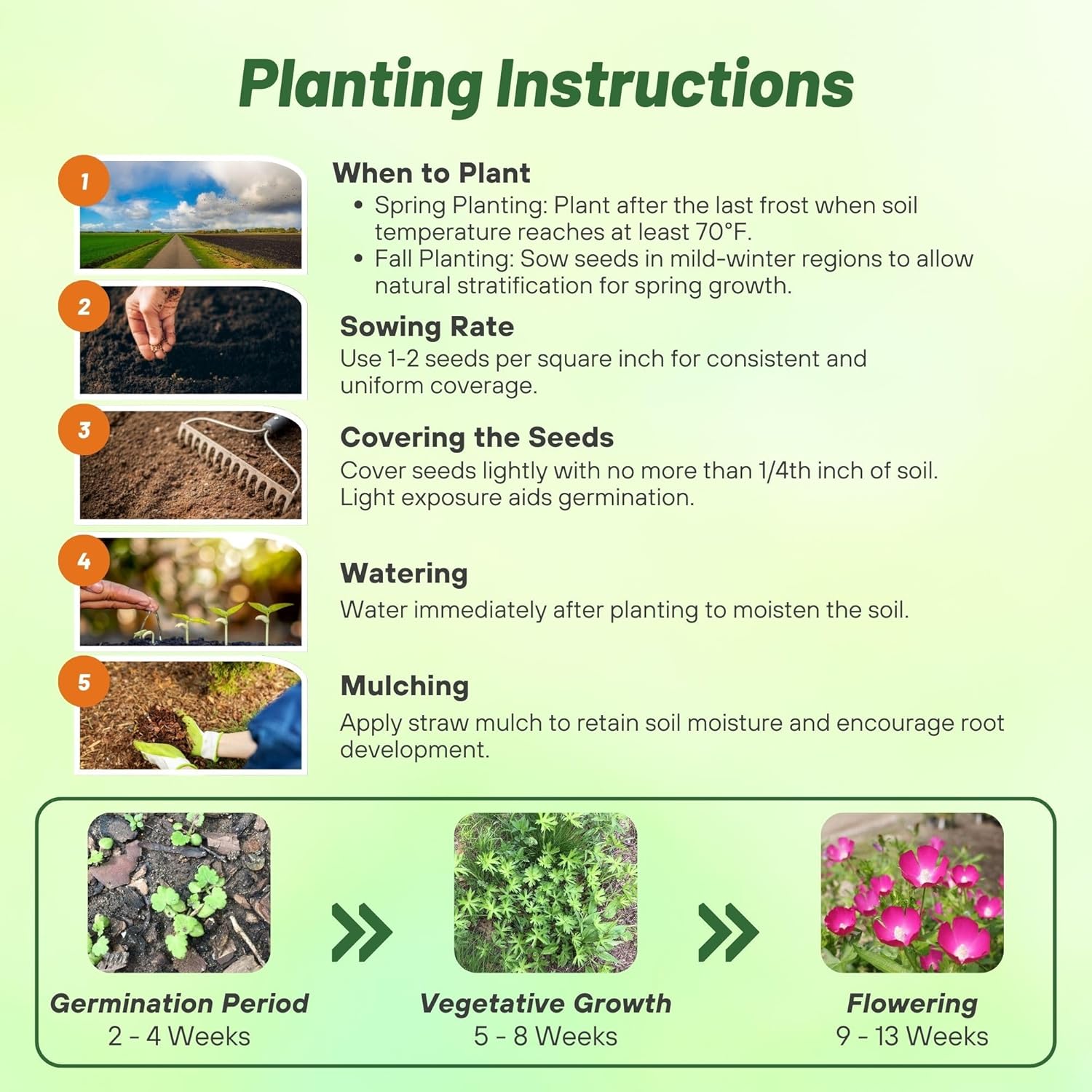 Purple Poppy Mallow Planting Directions
