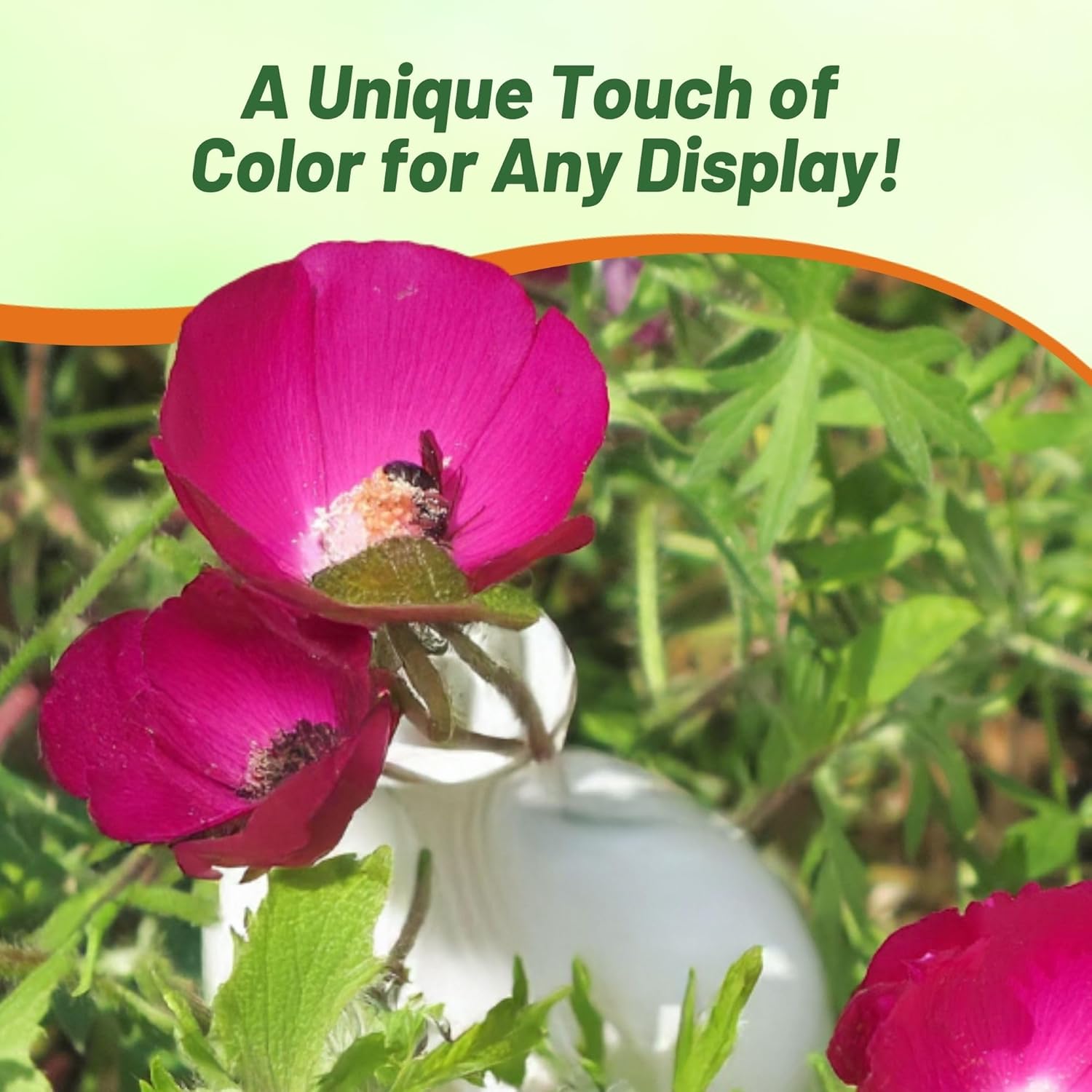 Purple Poppy Mallow Container Plant
