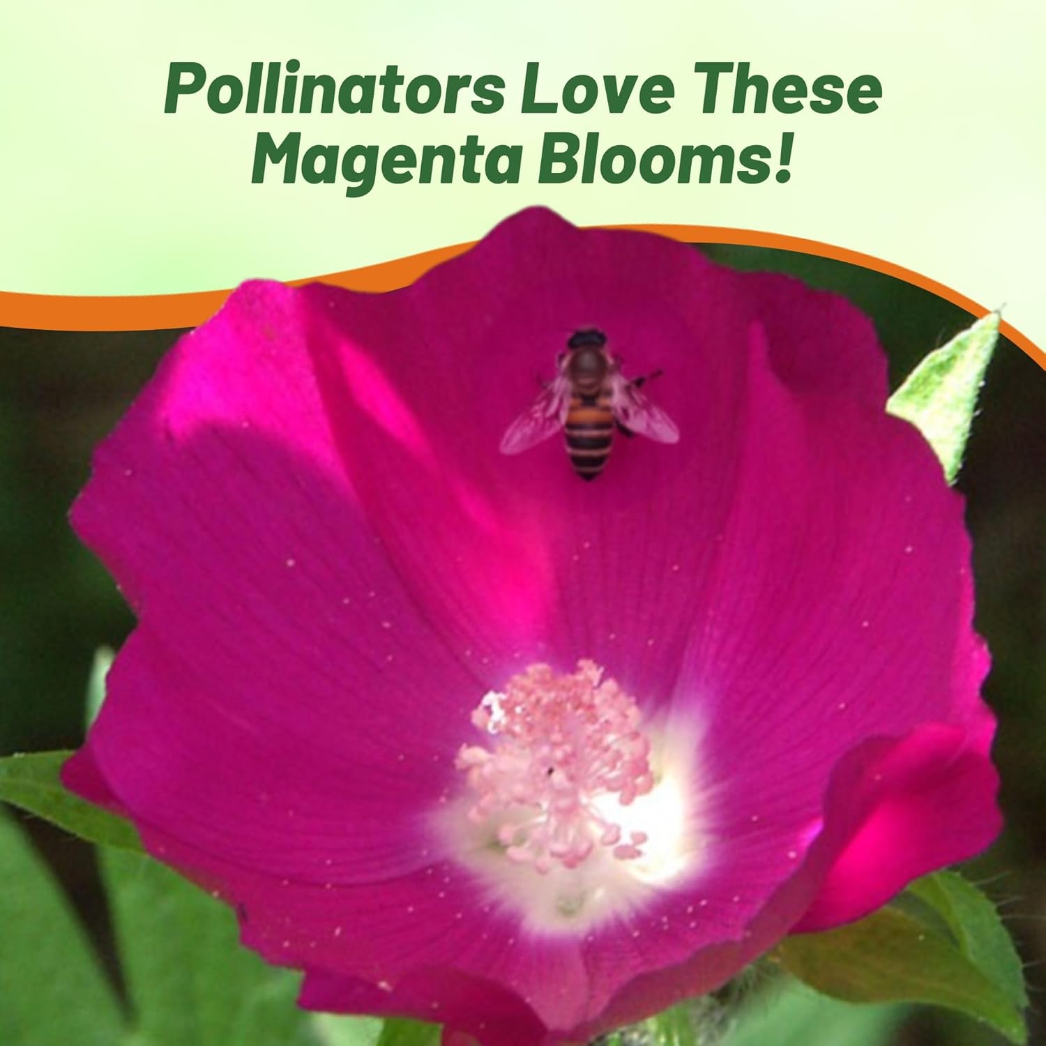 Drought Tolerant Purple Poppy Mallow